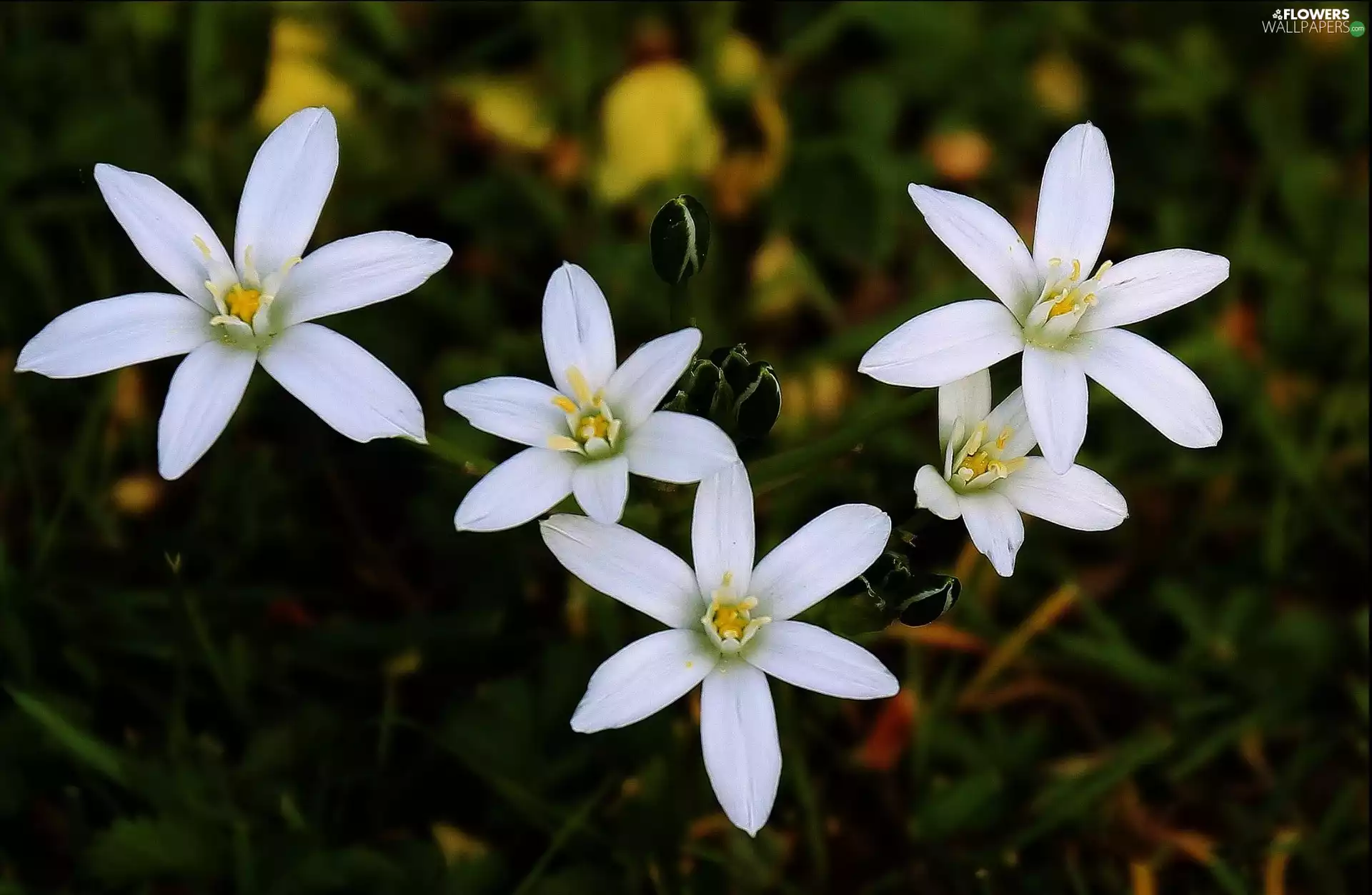 Ornithogalum, White, Flowers