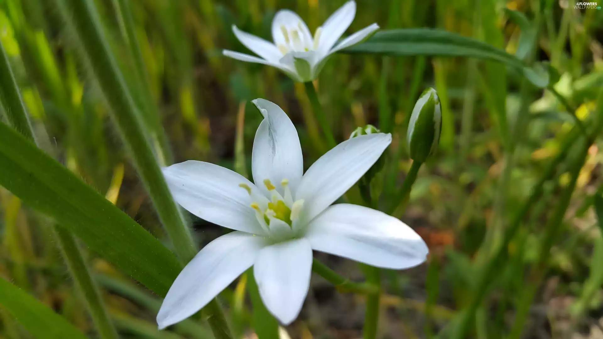 Ornithogalum, White, Flowers