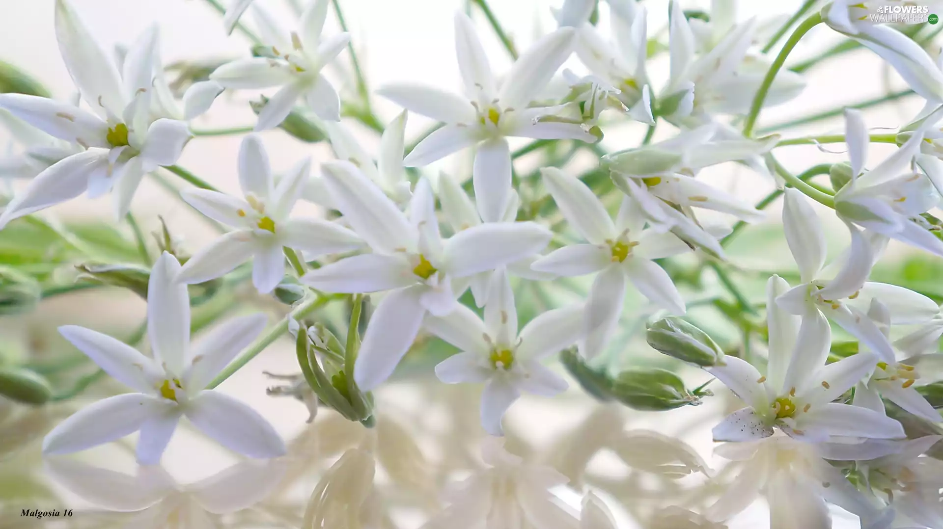 Ornithogalum, White, Flowers