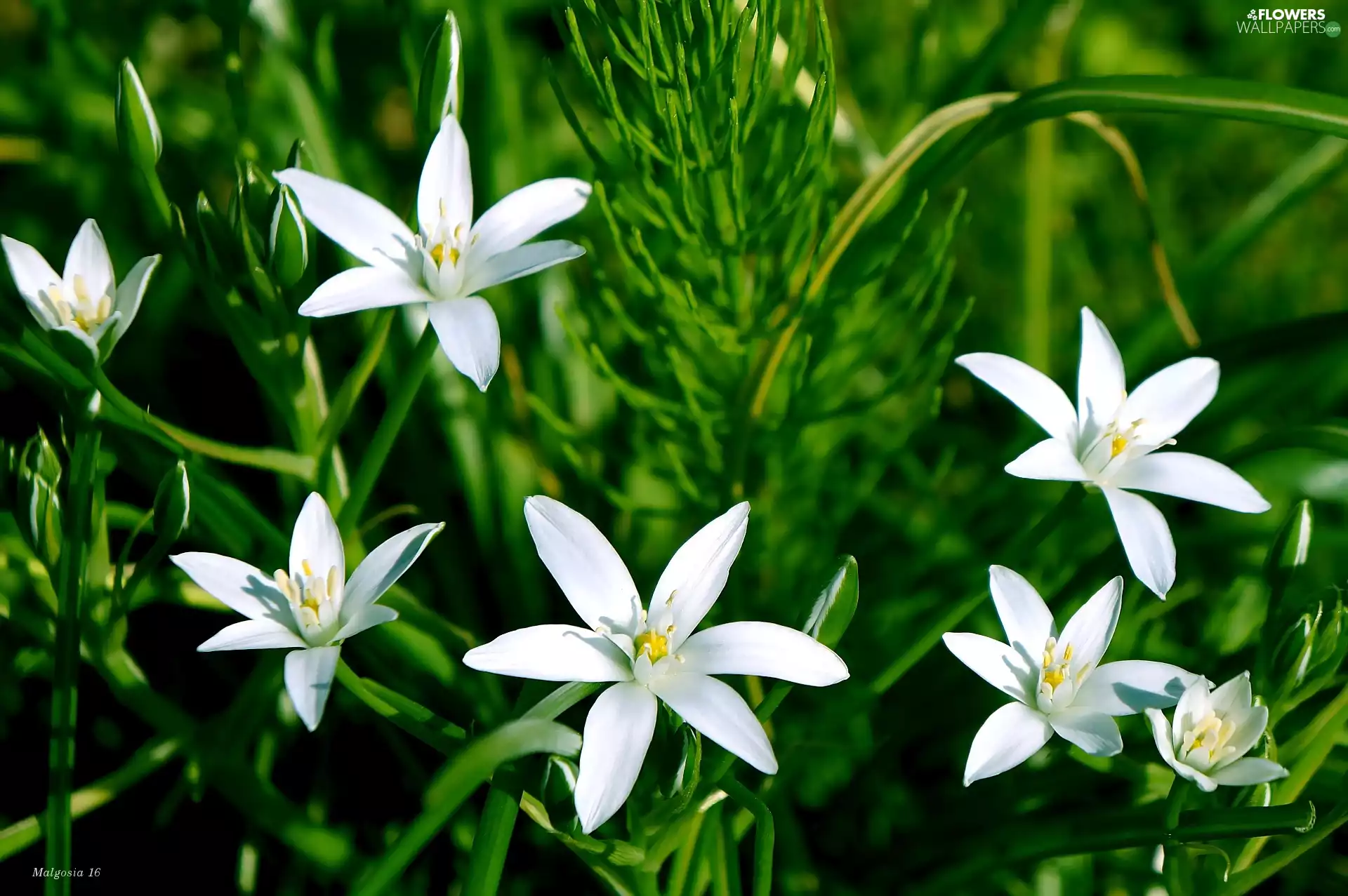 Flowers, Ornithogalum, Spring, flourishing, White