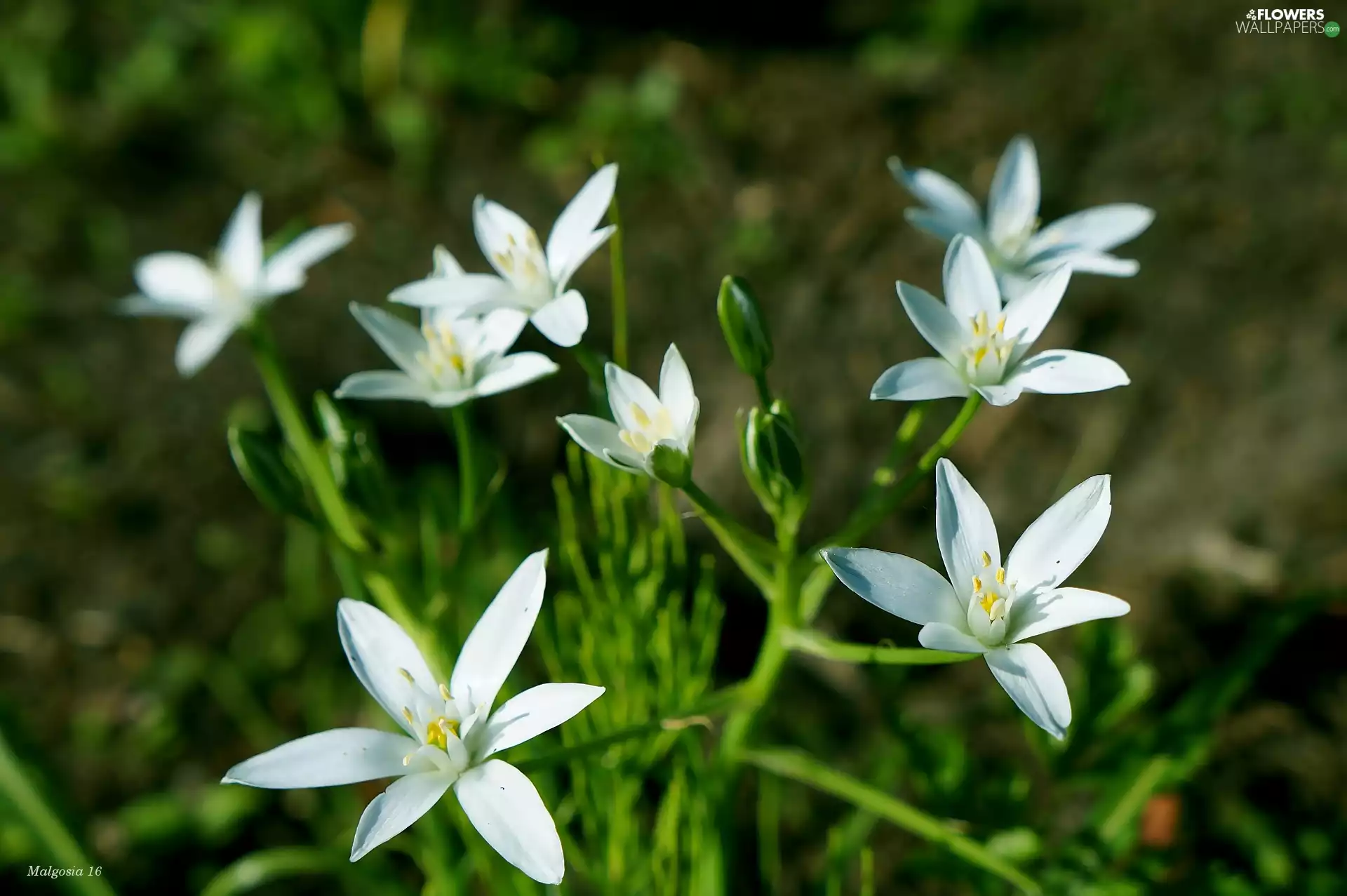 Flowers, Ornithogalum, Spring, flourishing, White