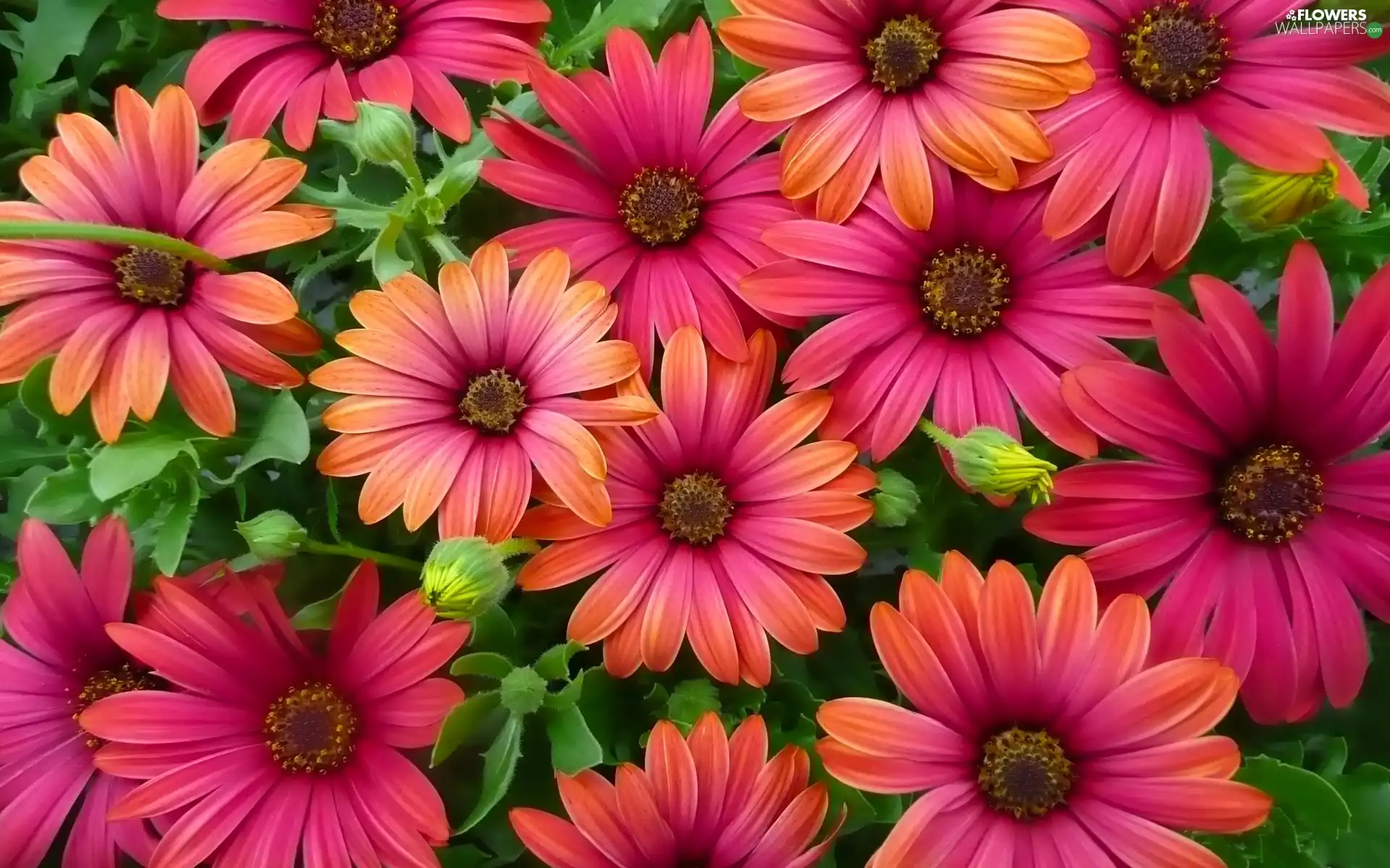 Flowers, Osteospermum, African Daisies, color