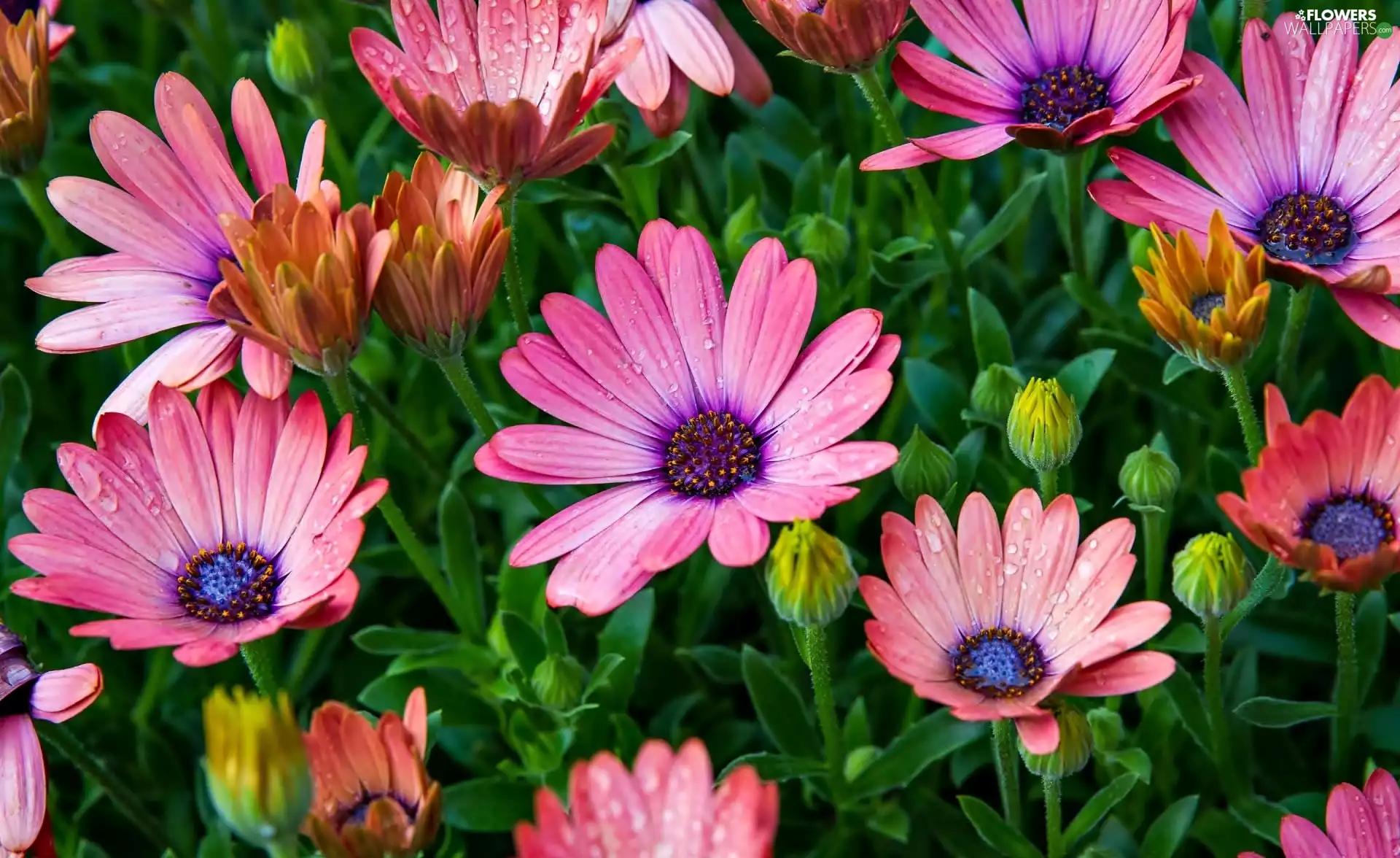 Buds, Flowers, African, Osteospermum, color, daisy, drops