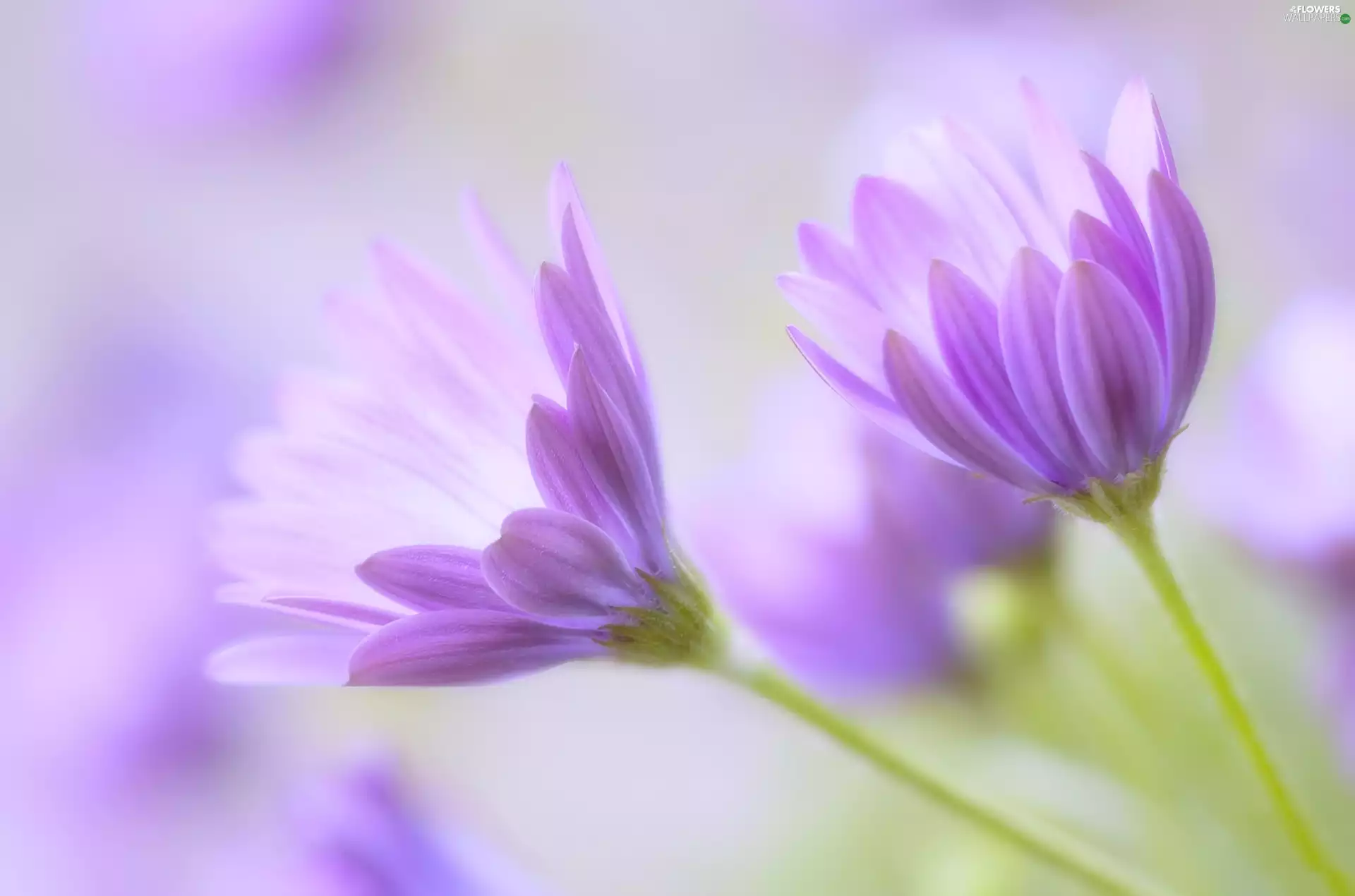 Osteospermum, purple, Flowers