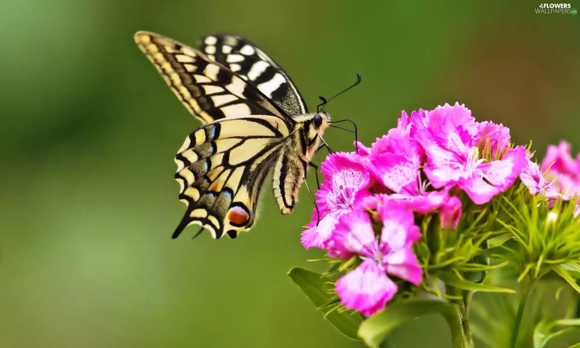 butterfly, queen, cloves, page