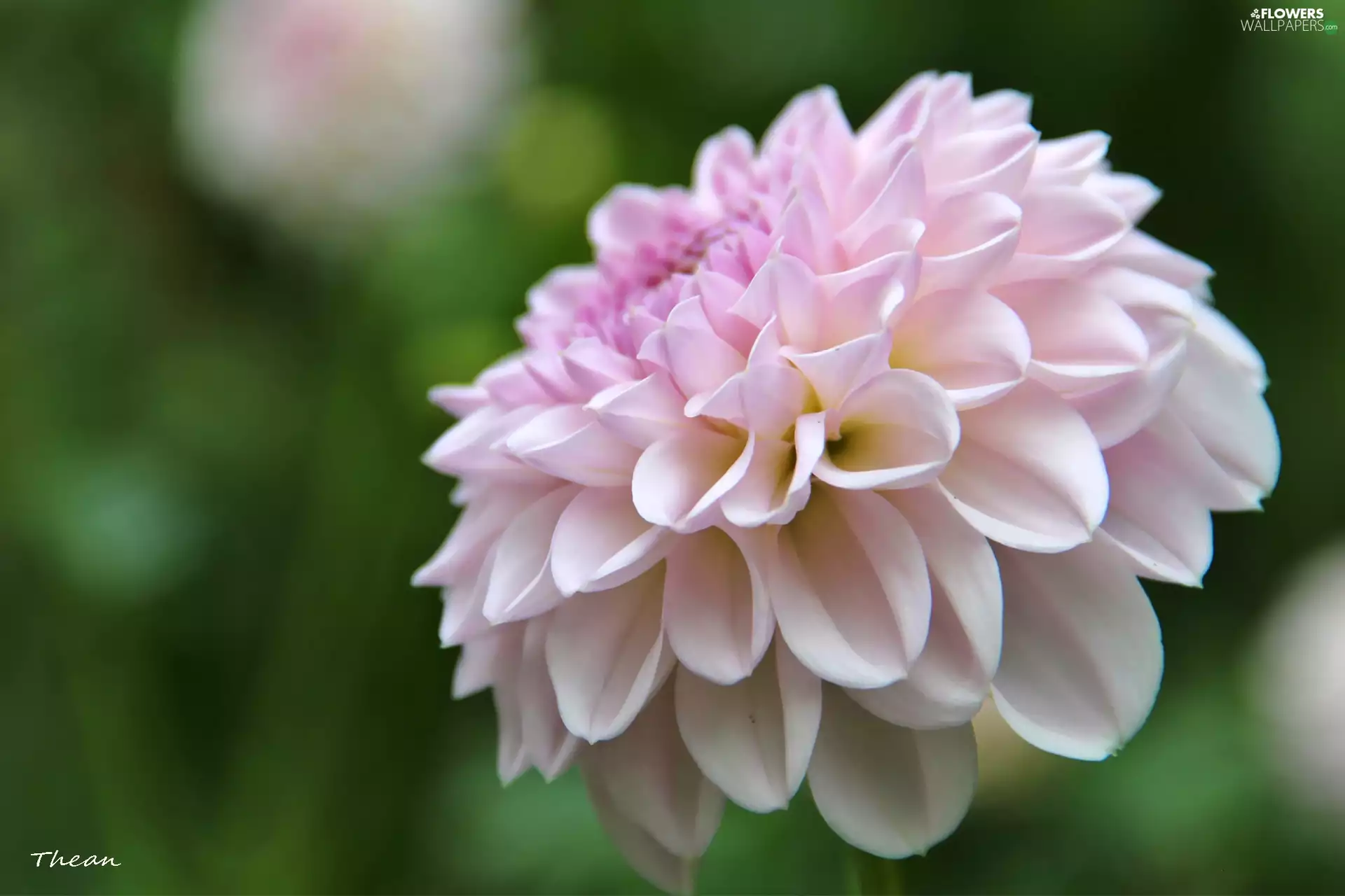 pale pink, Dalia