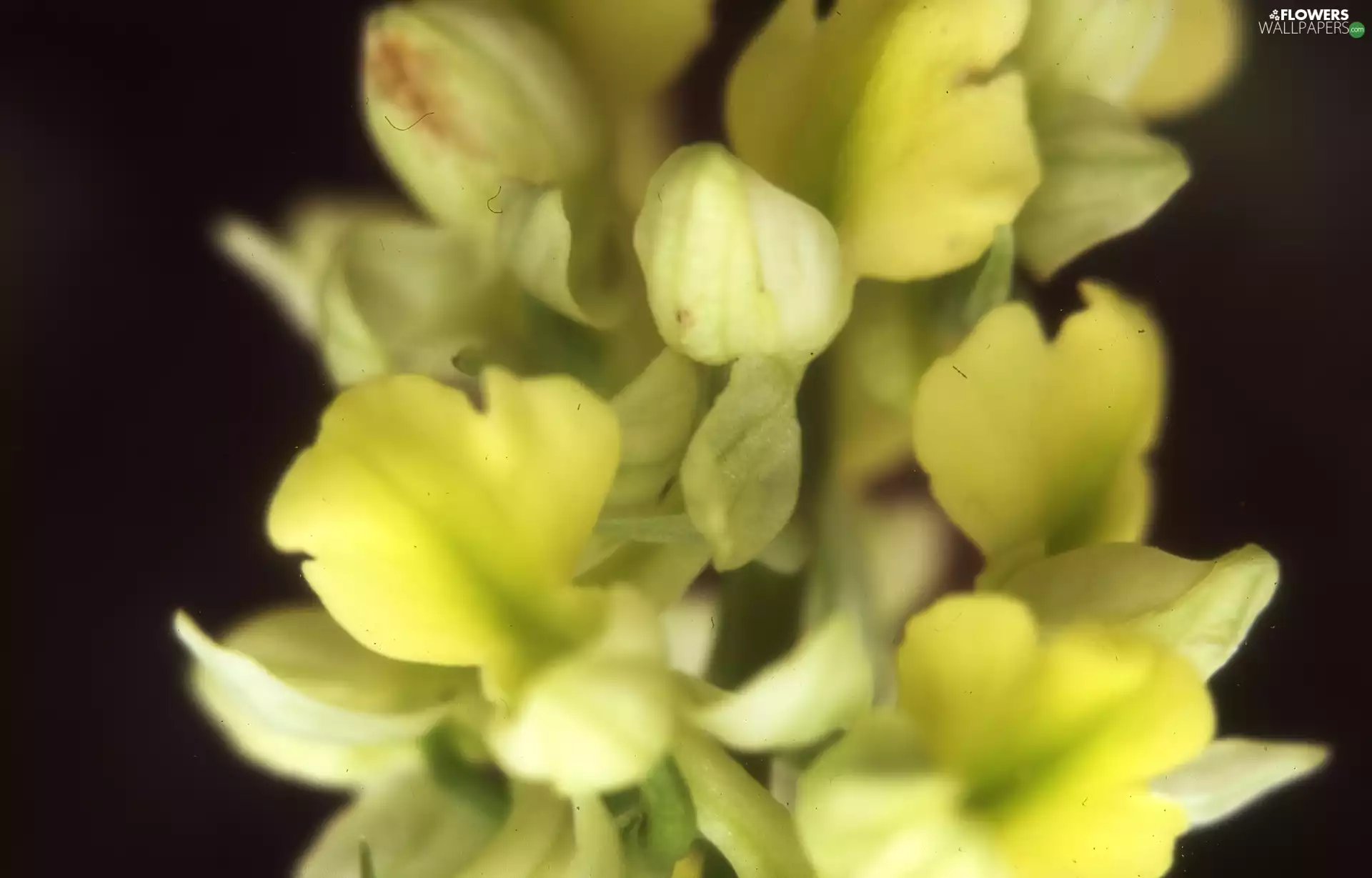 pale orchid