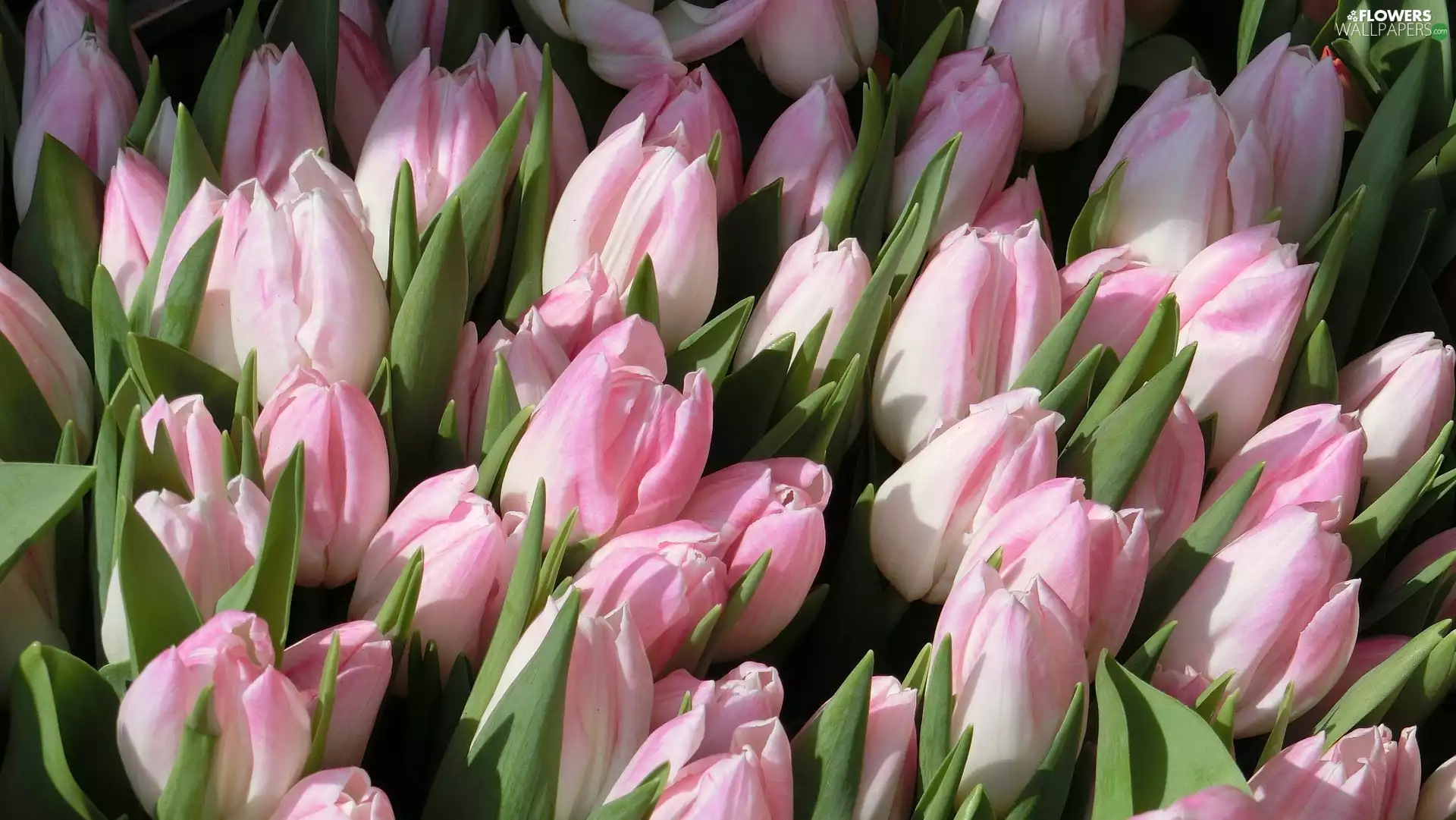pale pink, Tulips