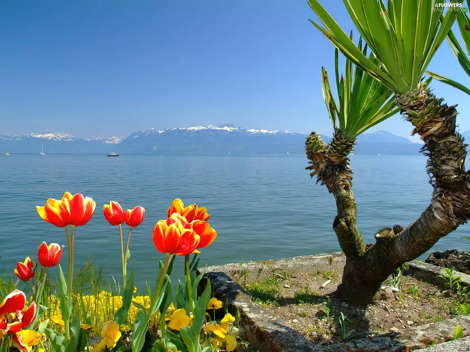 Palm, lake, Tulips