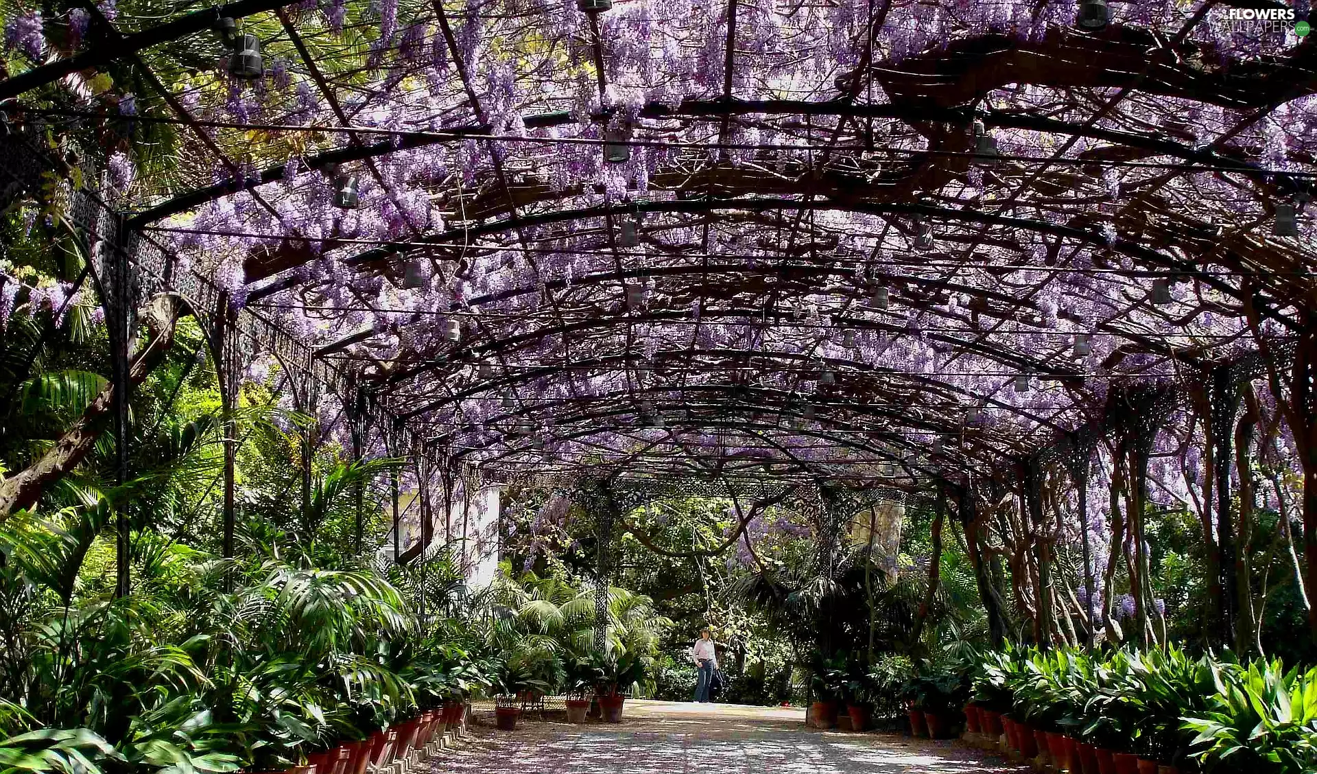 Garden, wistaria, Palms, japanese
