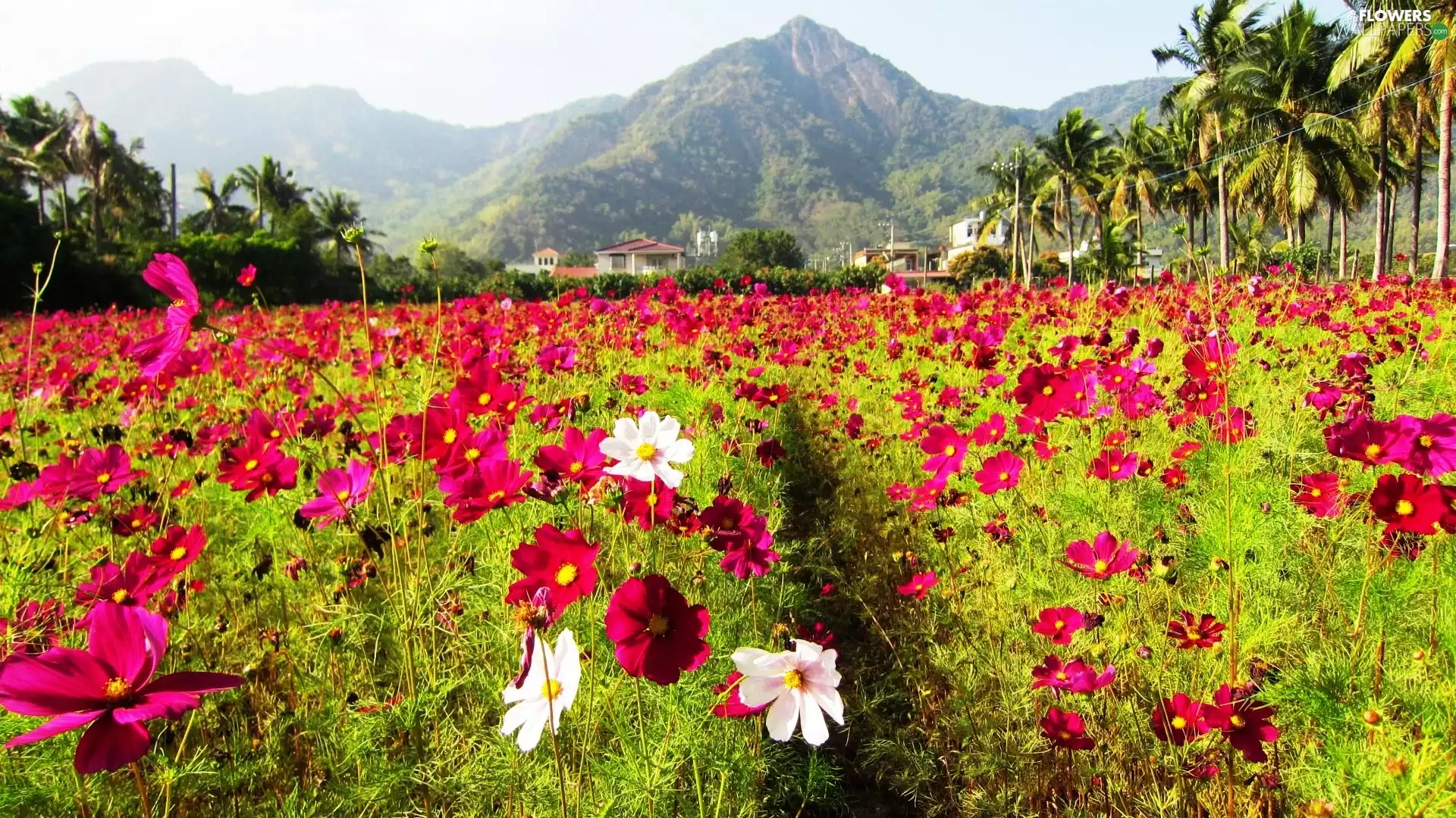 Mountains, Meadow, Cosmos, Palms