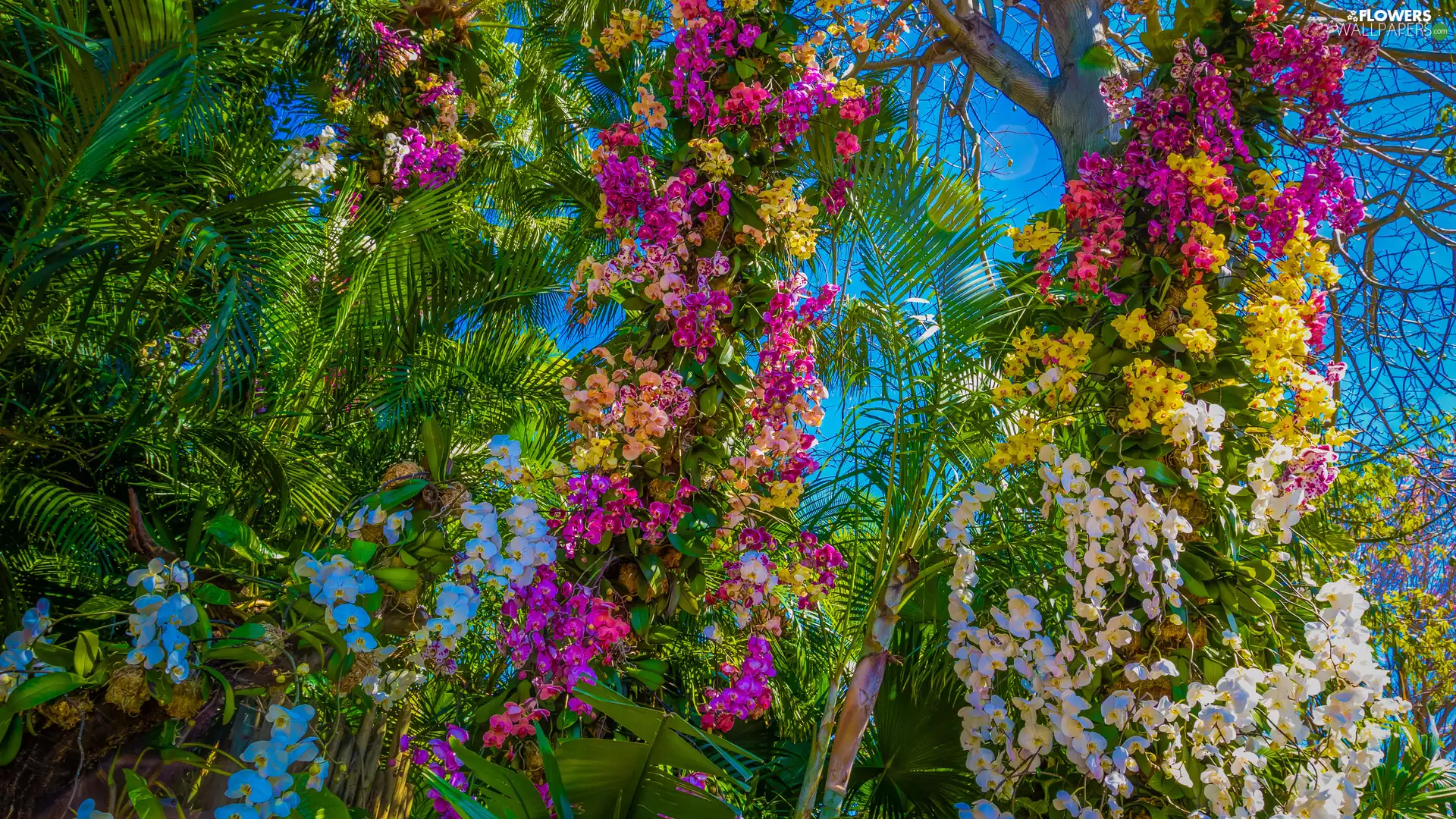 viewes, Palms, orchids, trees, Flowers