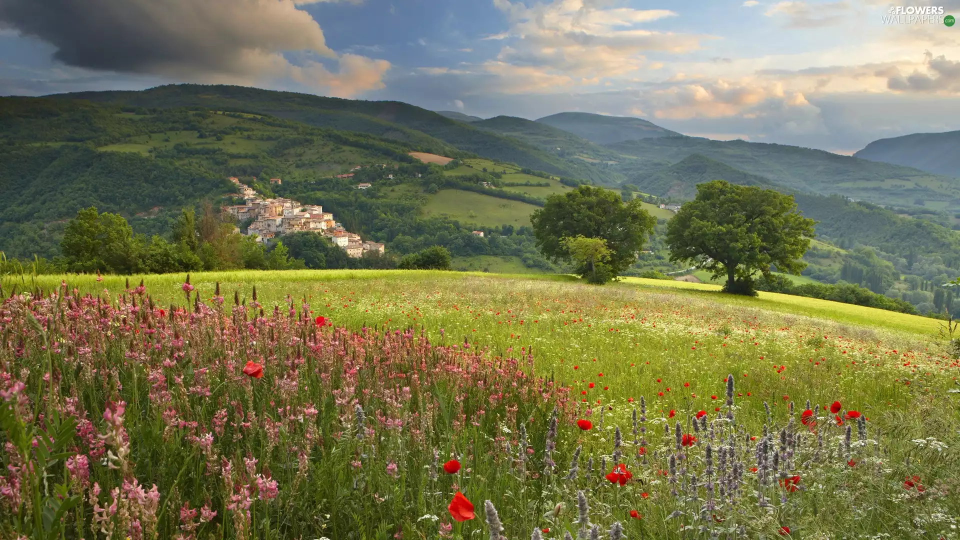 woods, panorama, Flowers, Mountains, medows