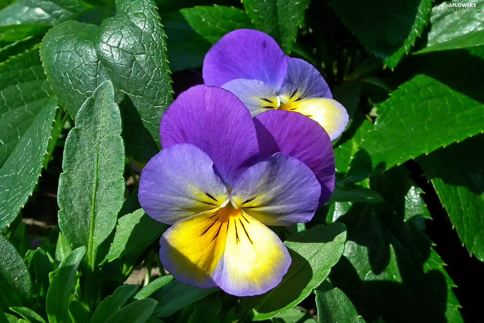 pansies