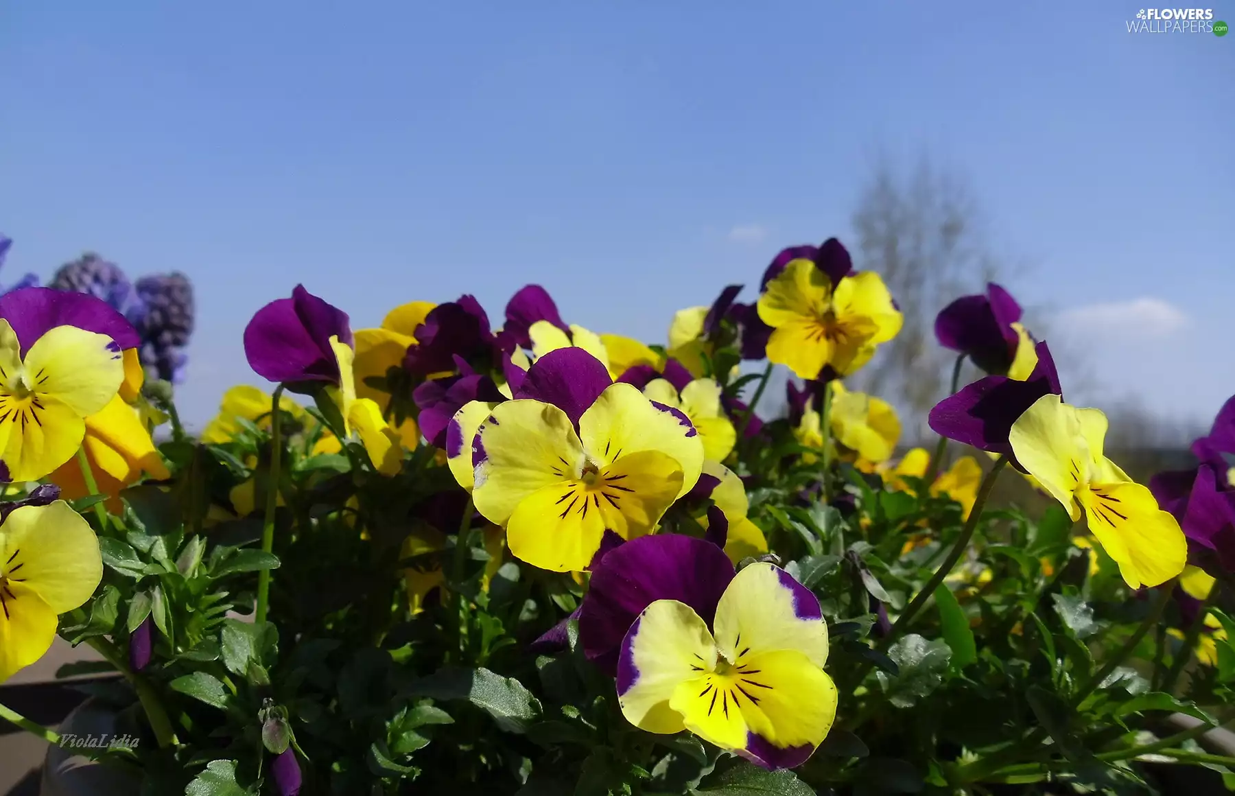 pansies