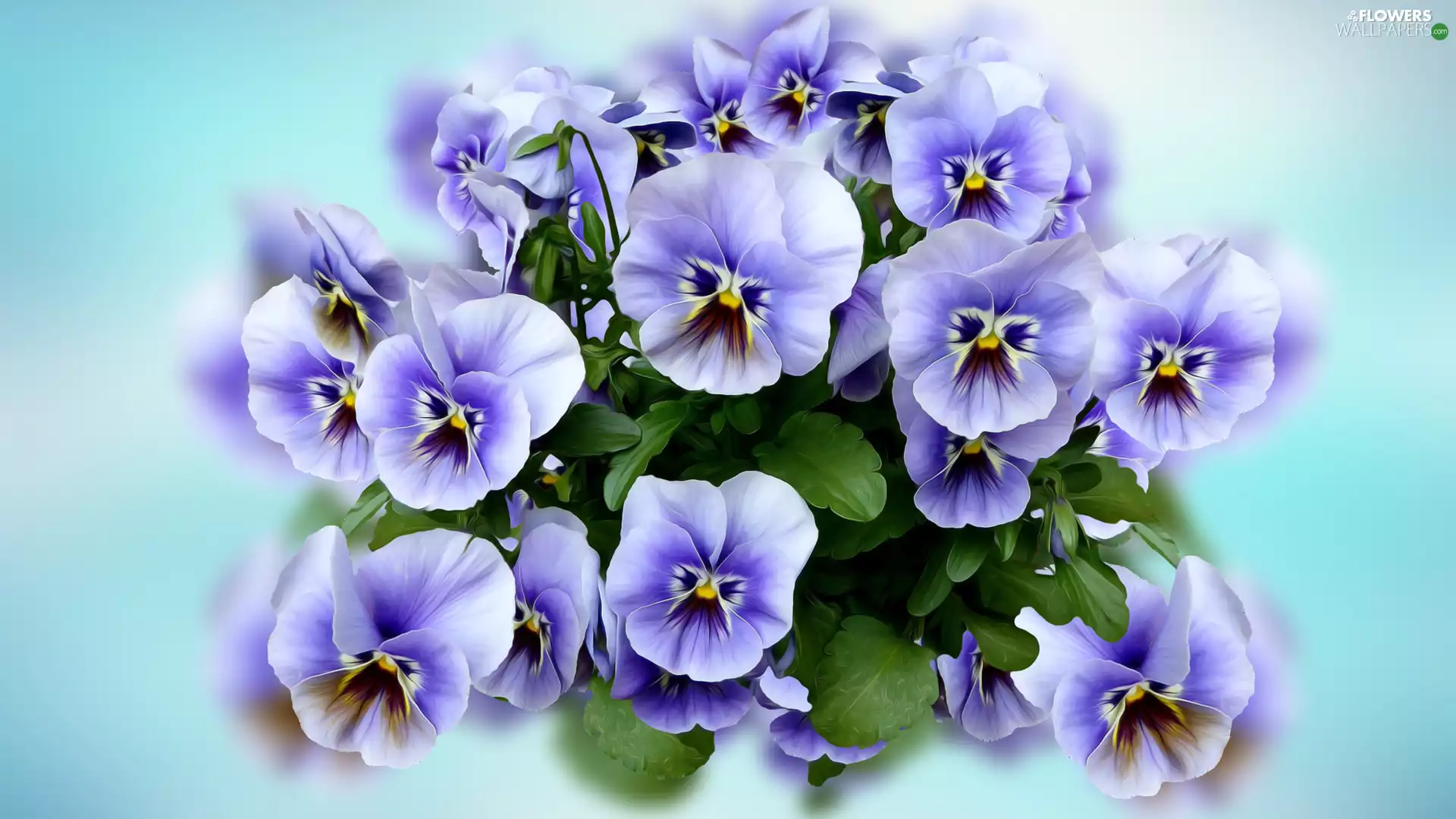 blue background, Flowers, pansies