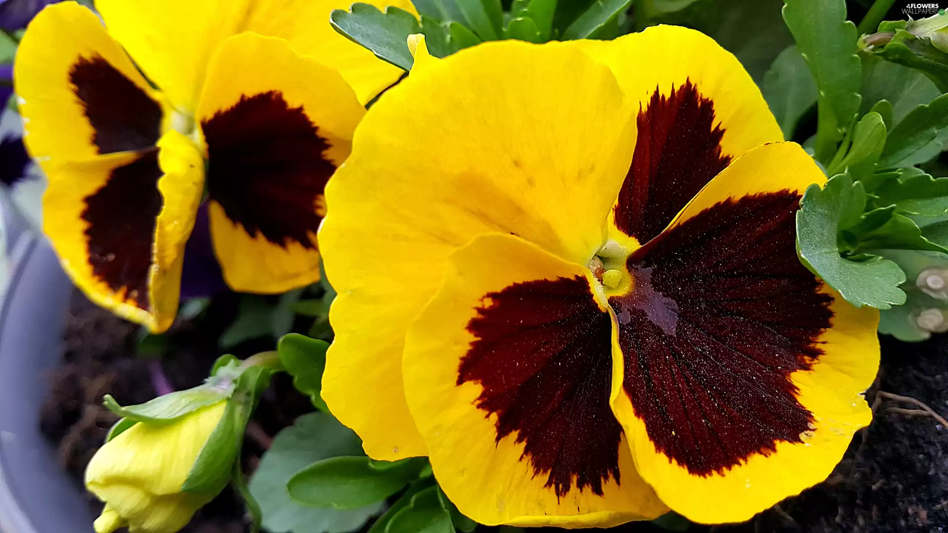 pansies, yellow, Brown