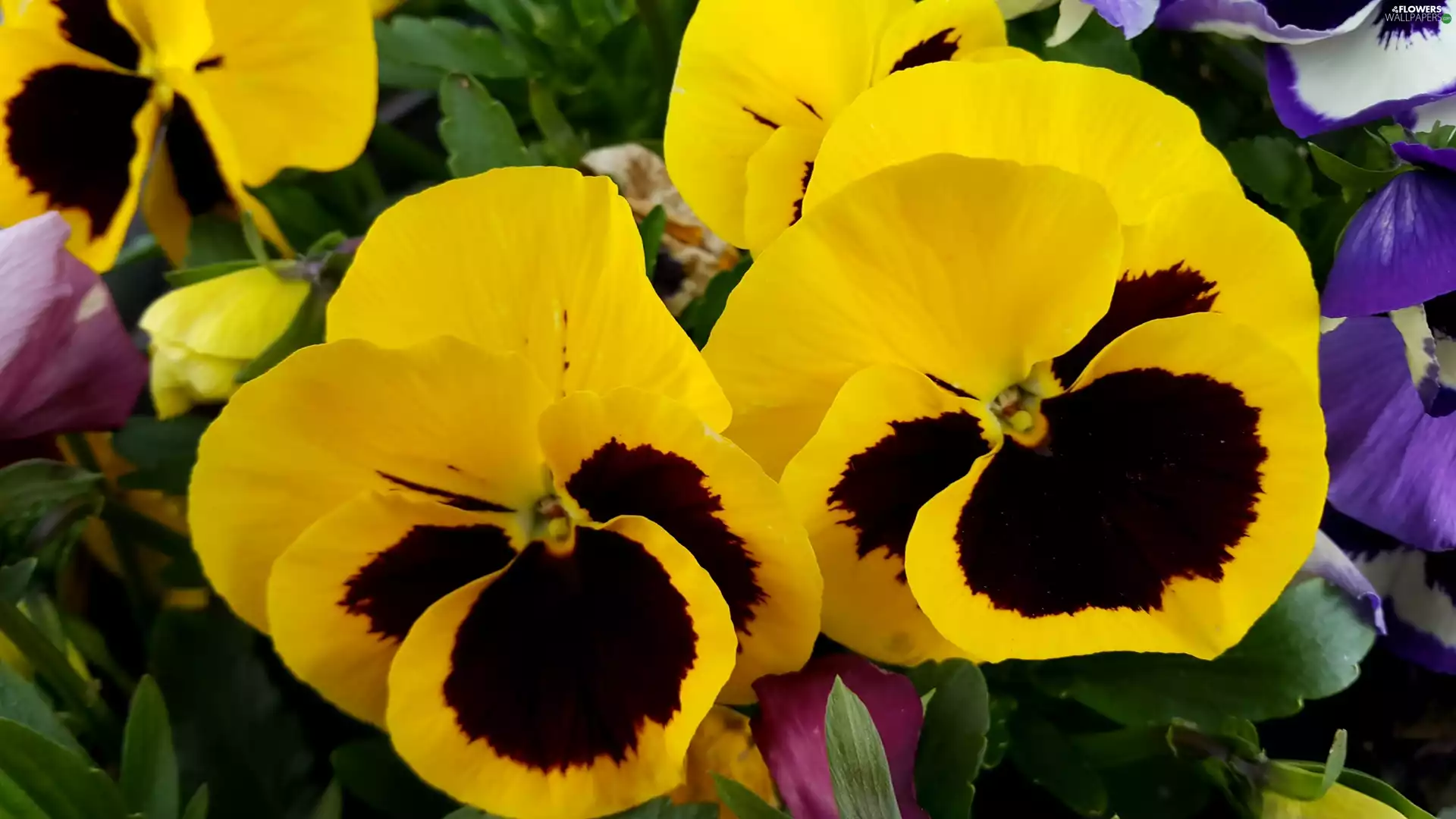 pansies, yellow, Brown