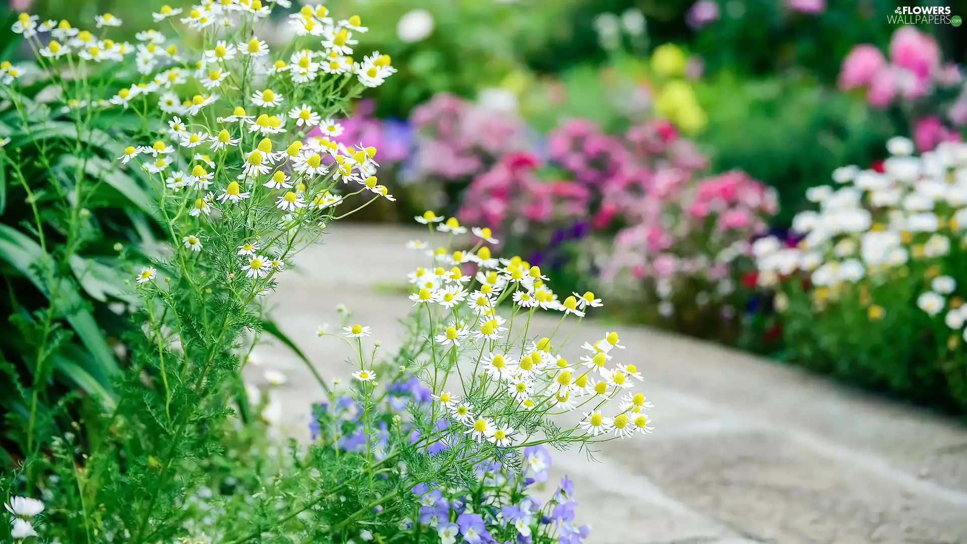 pansies, Flowers, camomiles