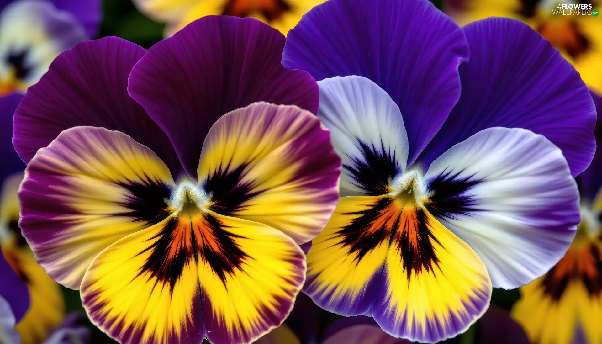 pansies, Two cars