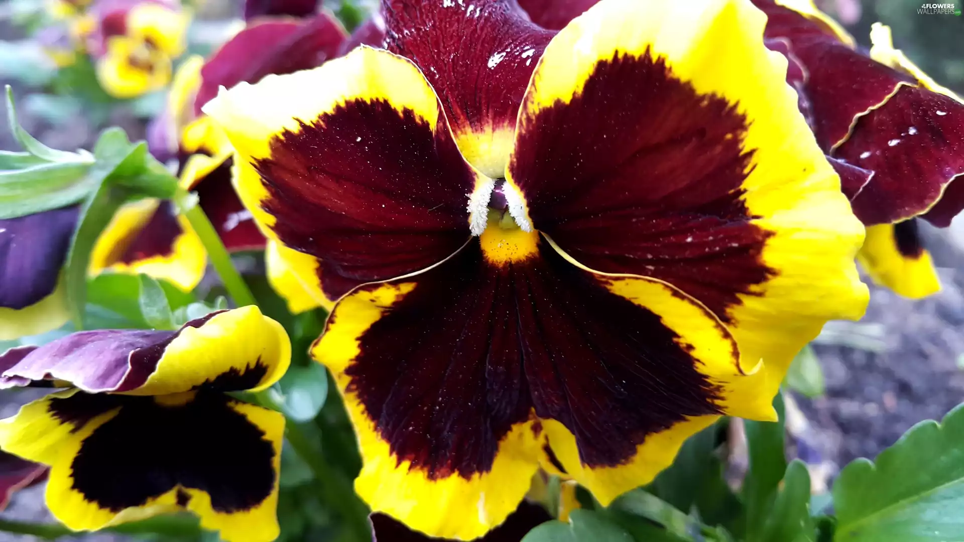 pansies, yellow, claret