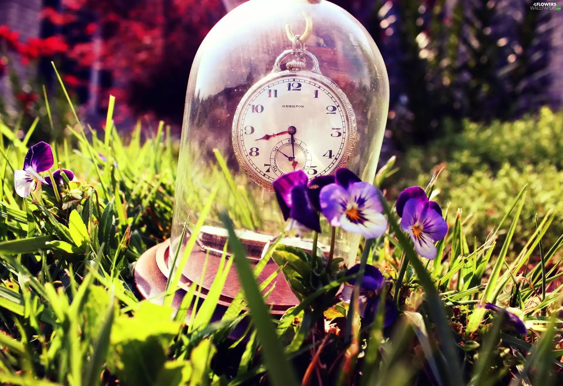 pansies, Garden, Clock