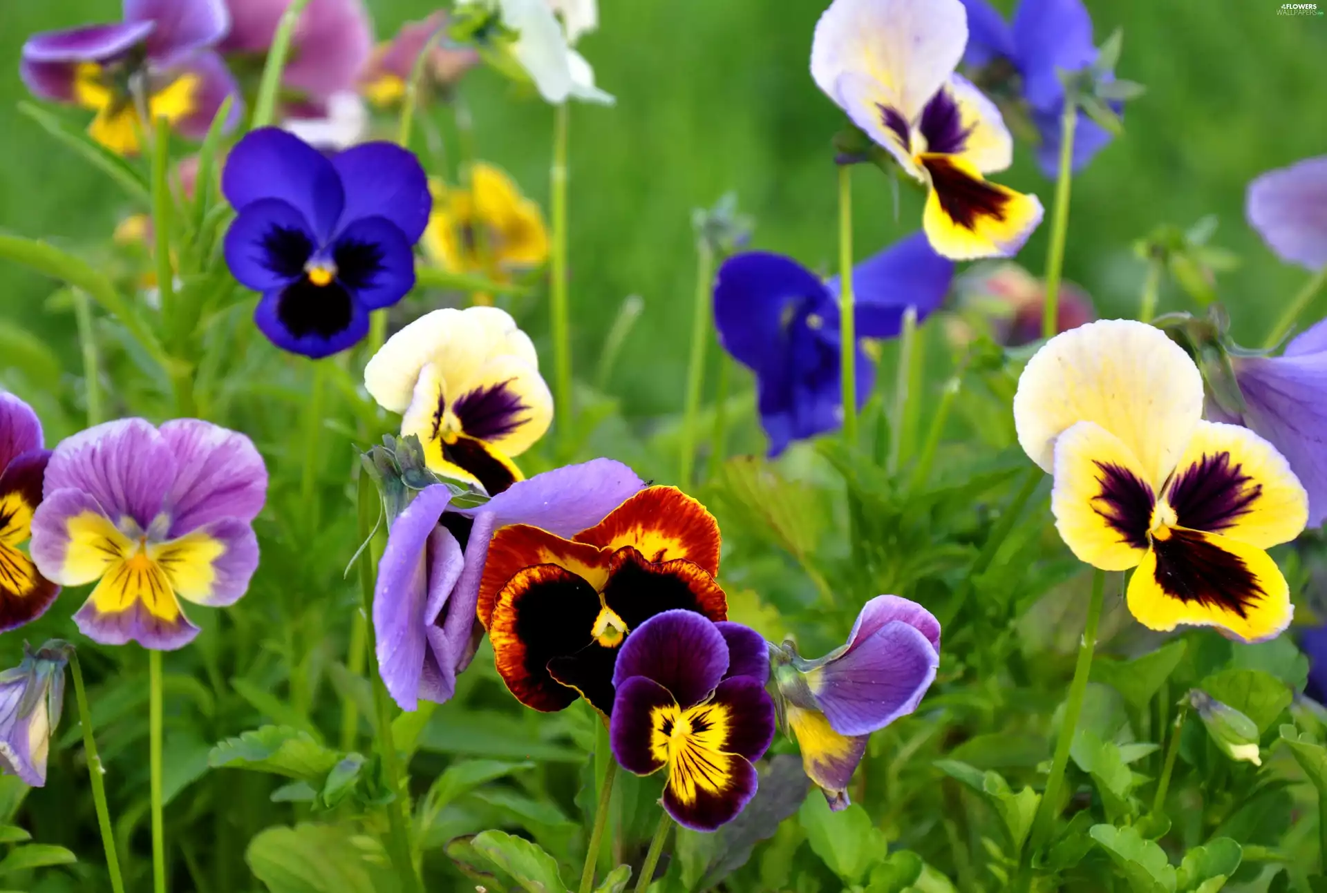 pansies, color