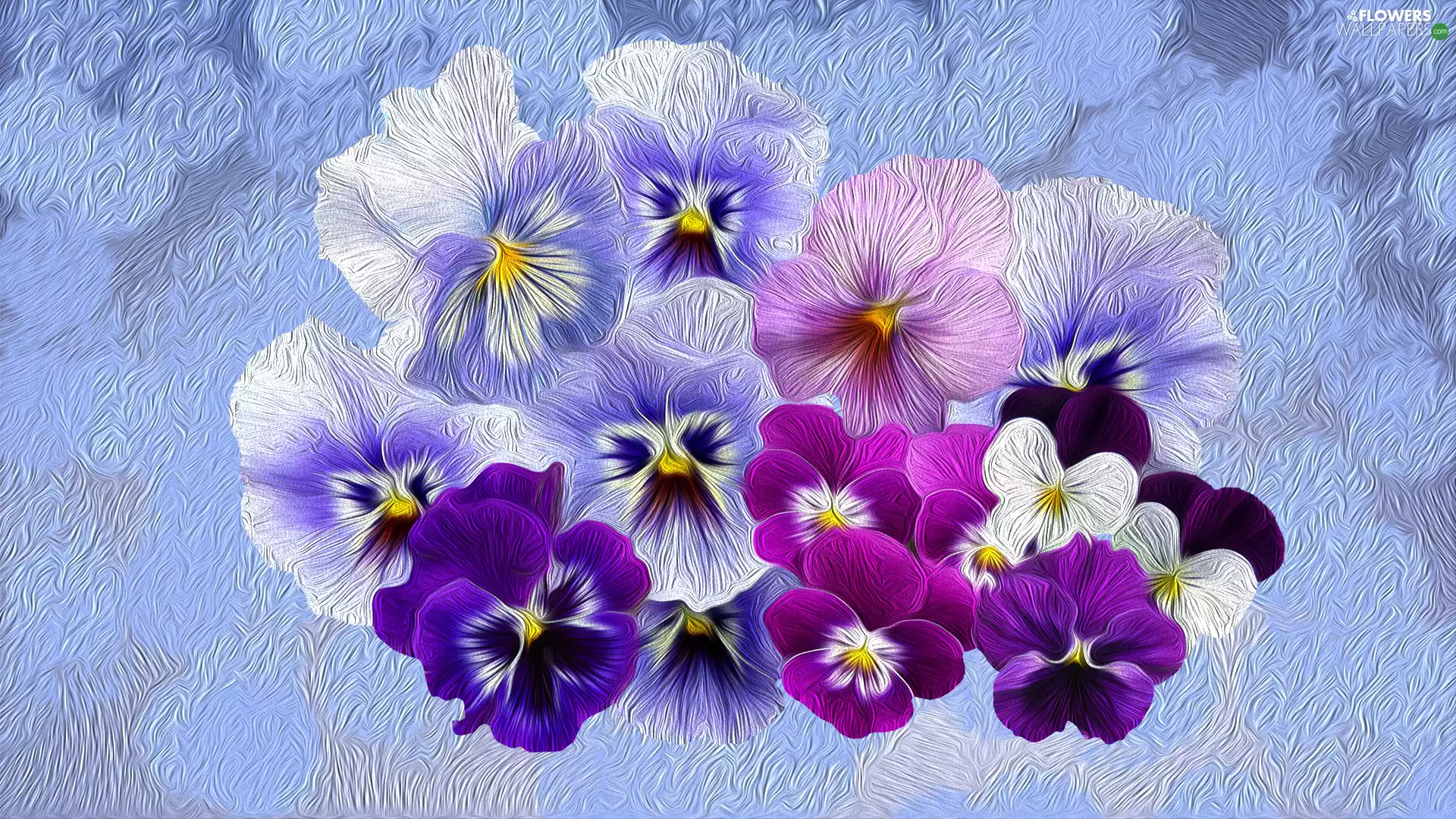 pansies, Flowers, color