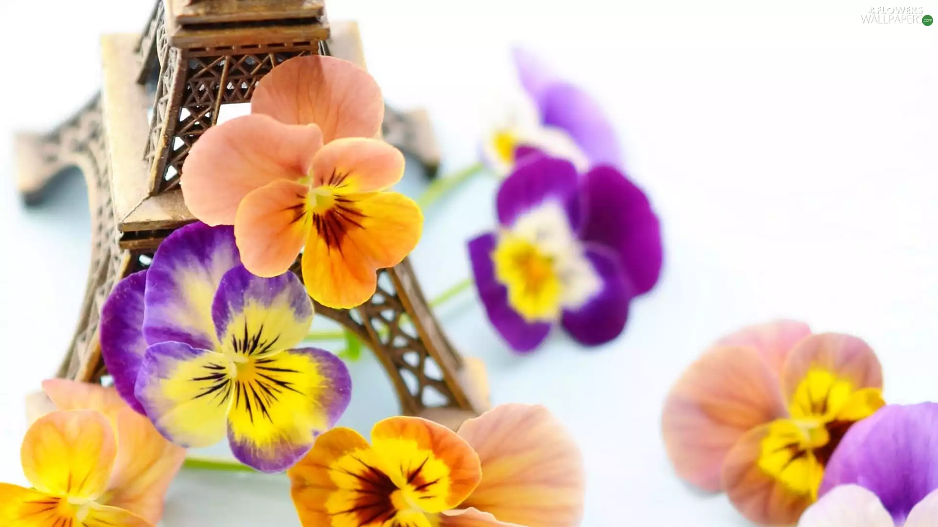 pansies, Flowers, color