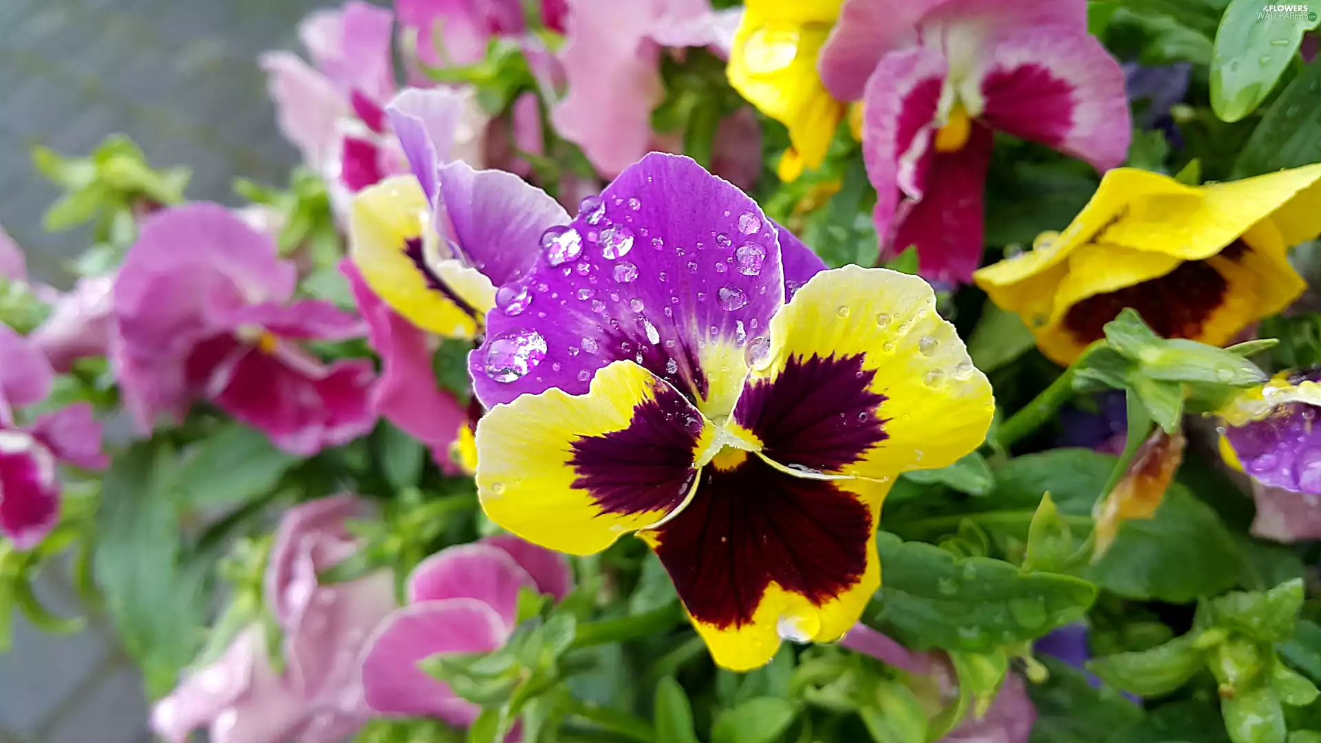 color, drops, rain, pansies