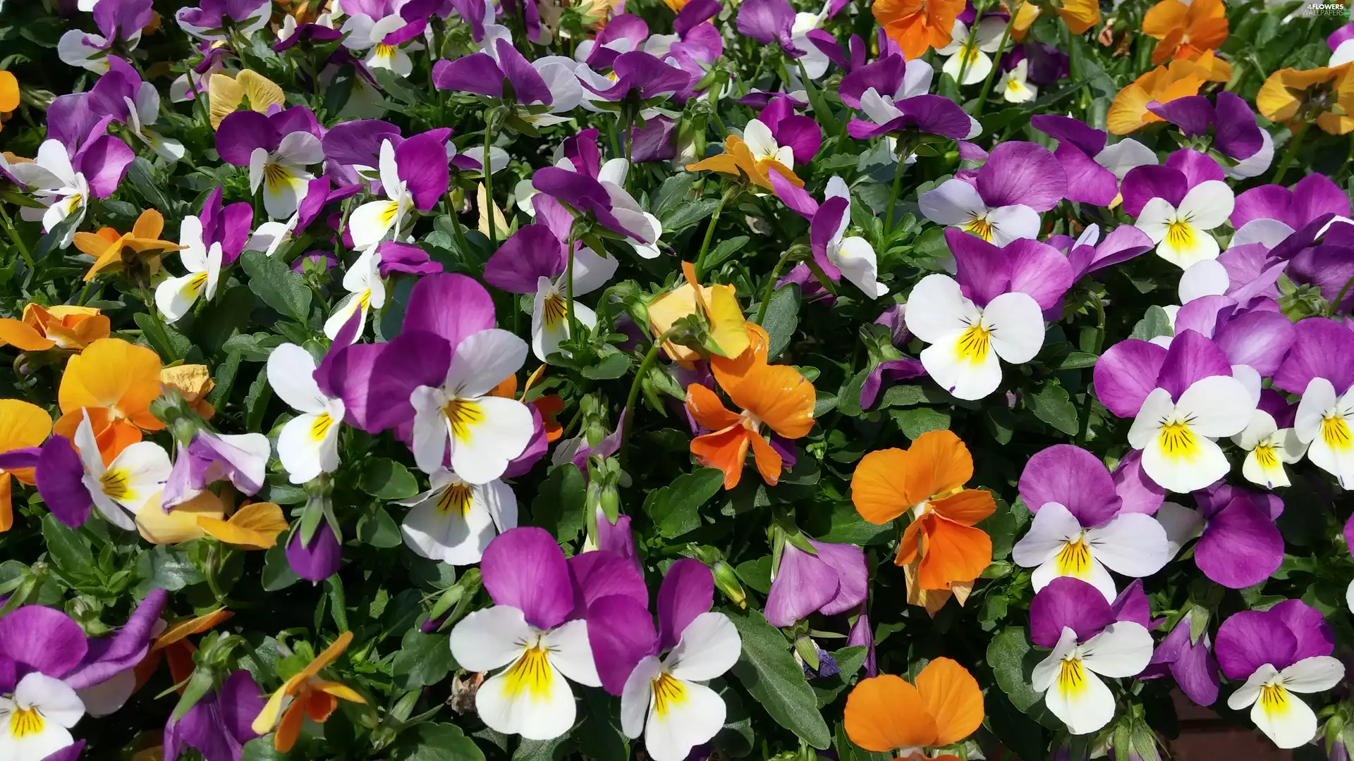 color, Garden, Springtime, pansies