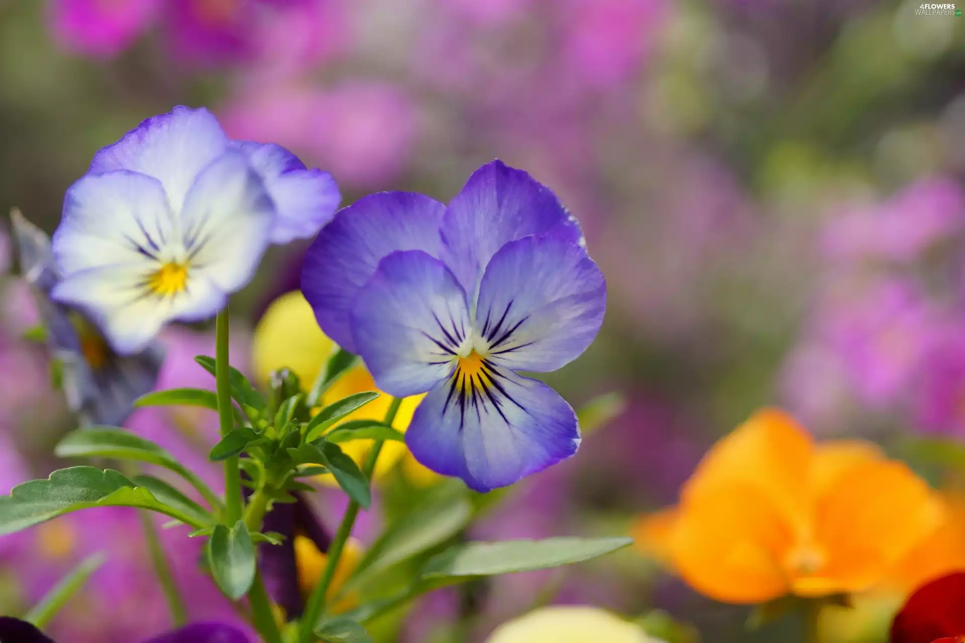 color, pansies