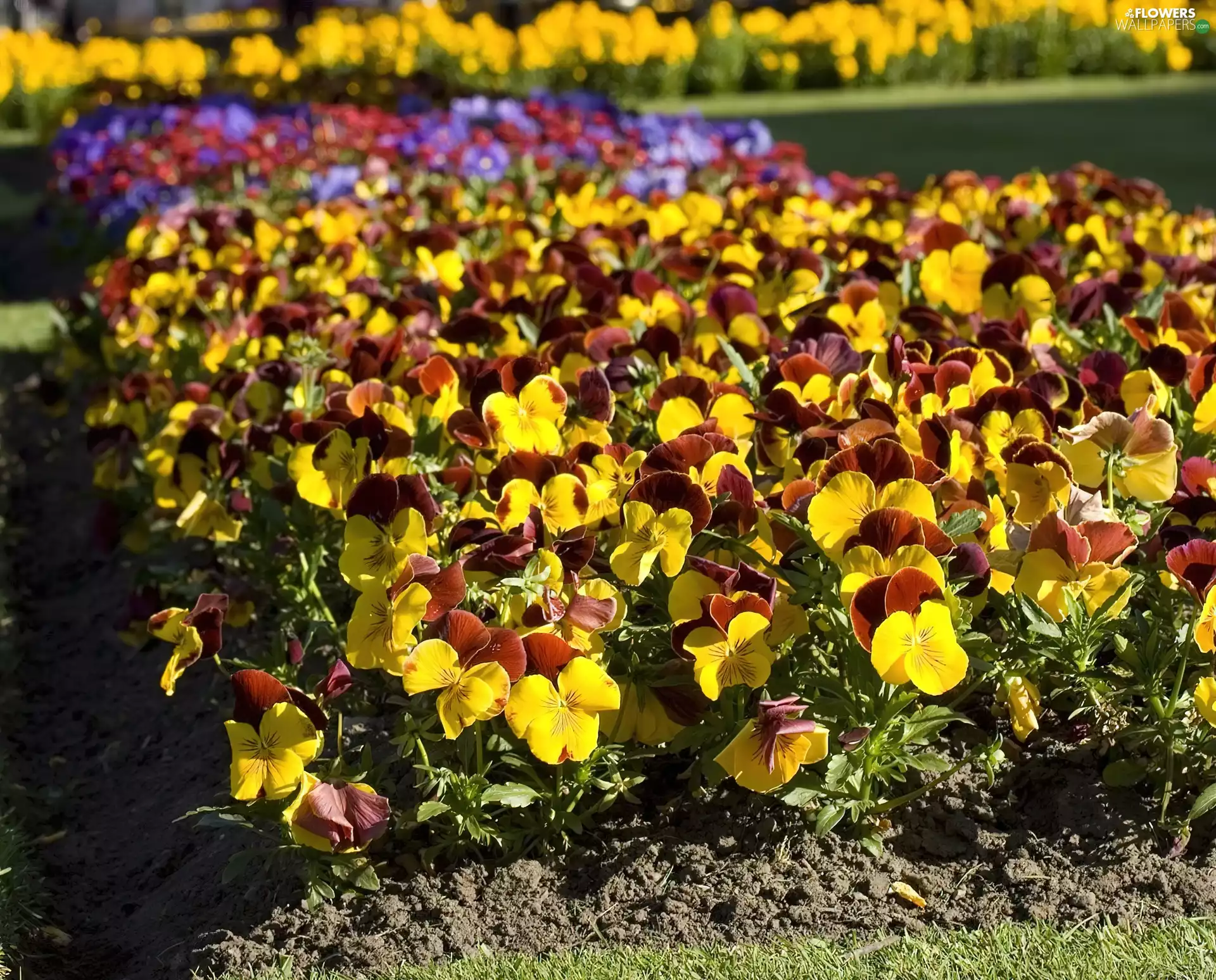 flower beds, Plants, pansies