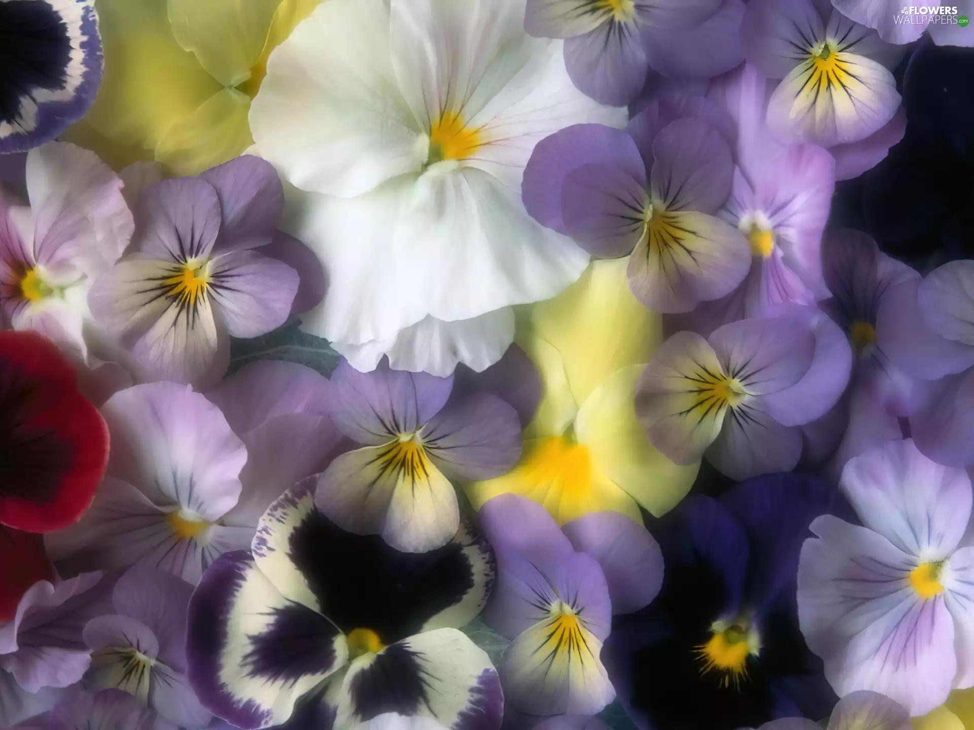 pansies, Flowers