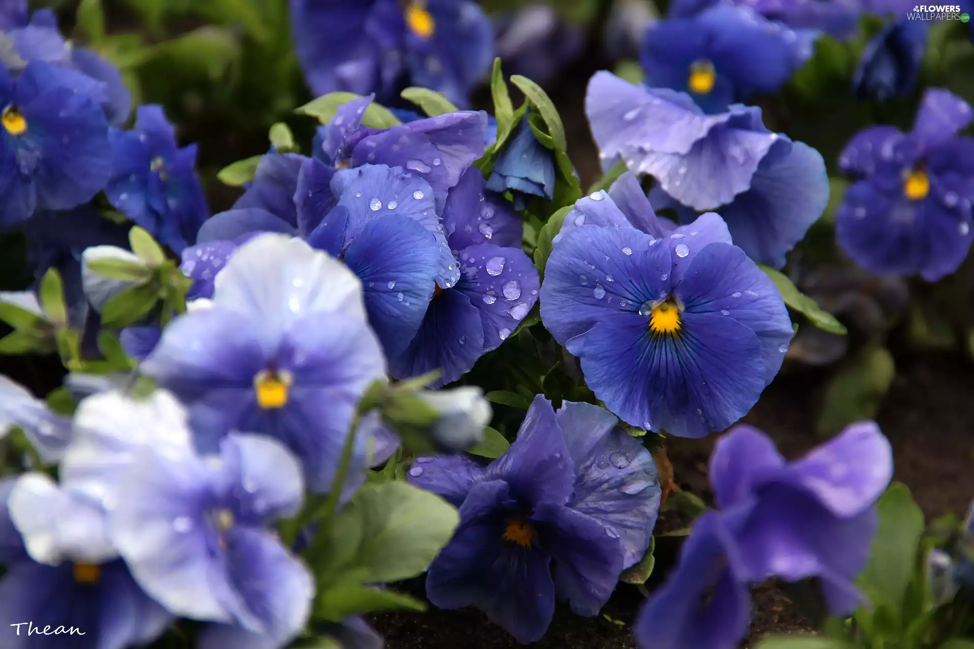 pansies, Blue, Flowers