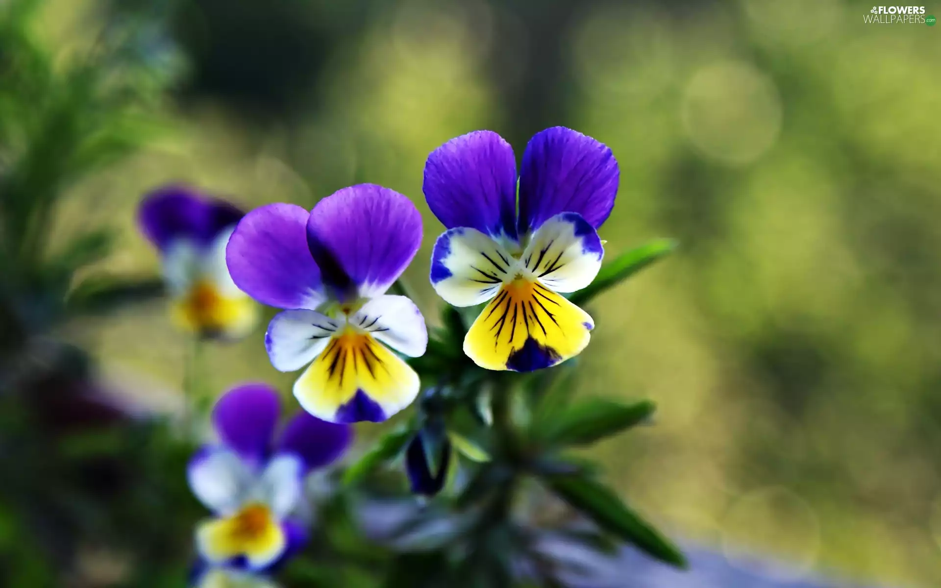 pansies, Close, Flowers