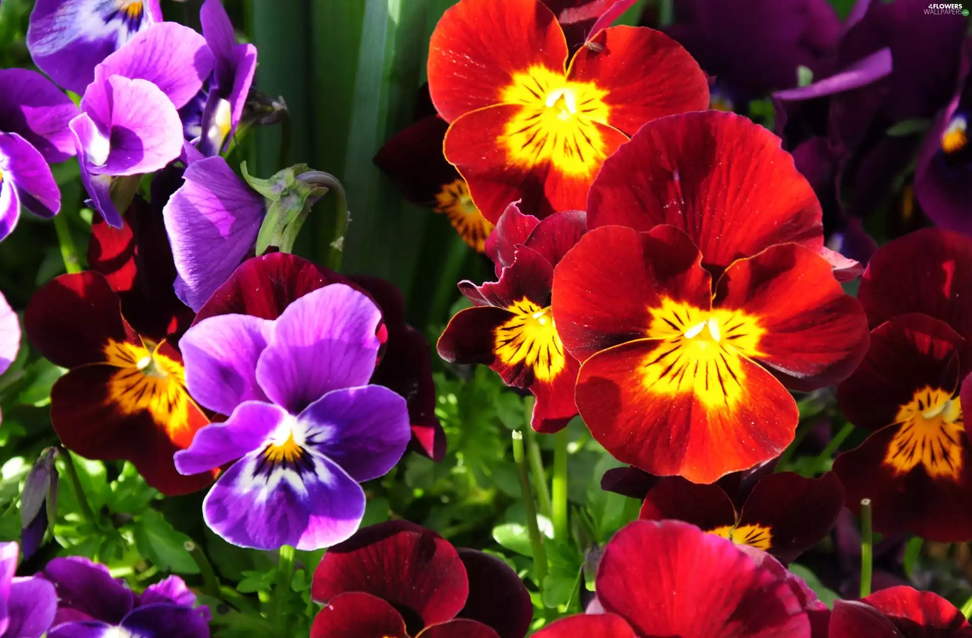 pansies, color, Flowers