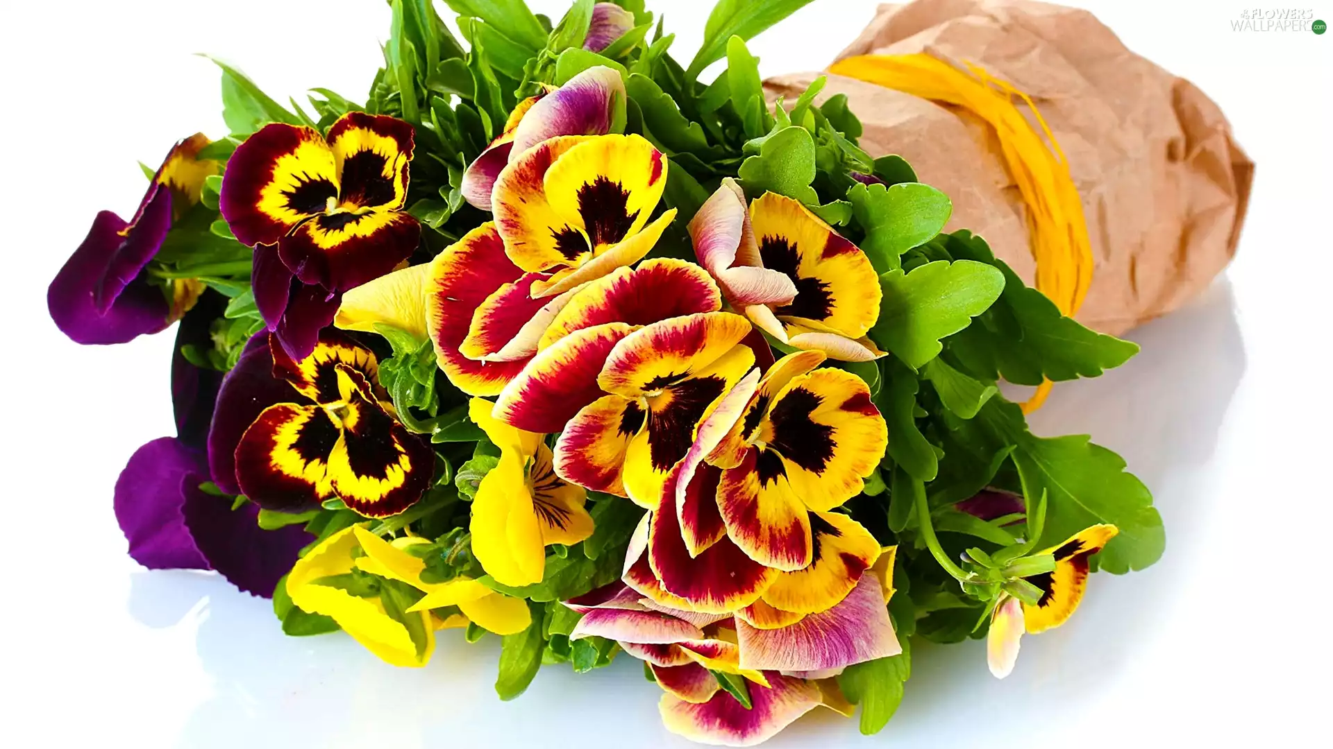 pansies, color, Flowers