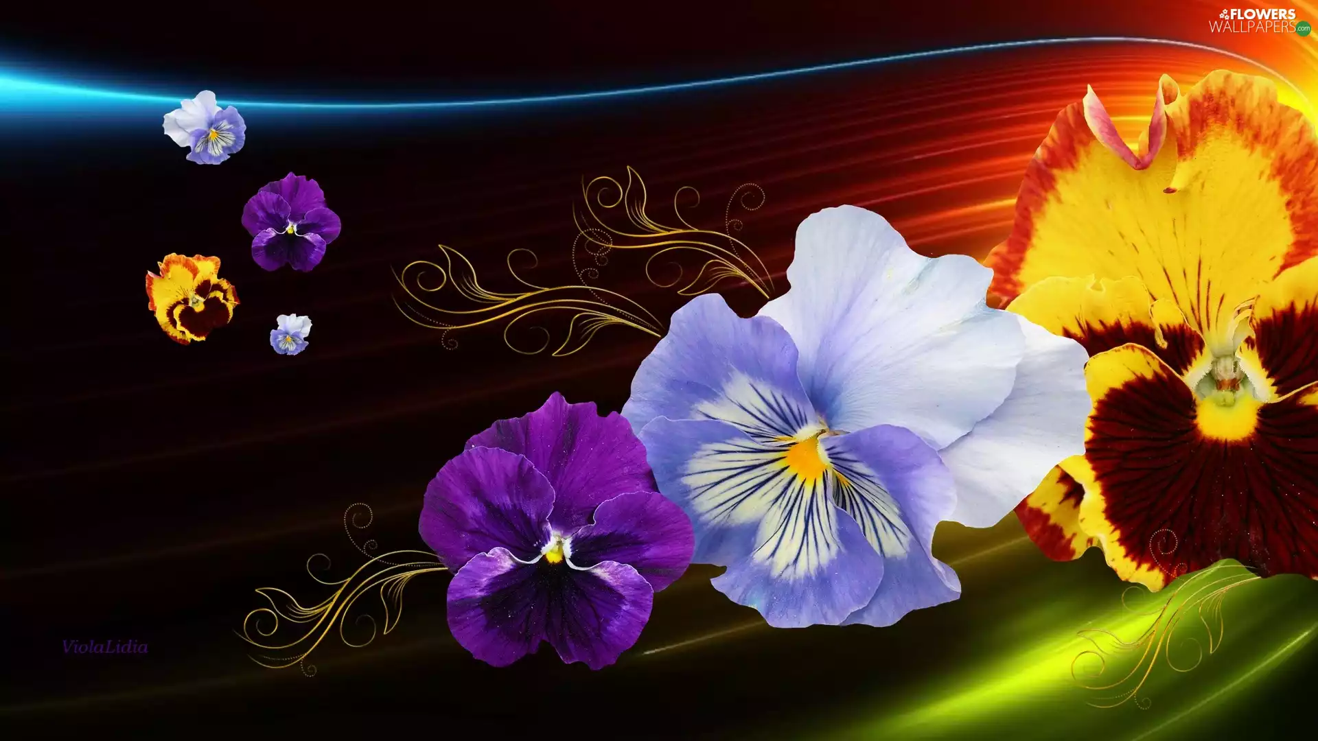 pansies, graphics, Flowers