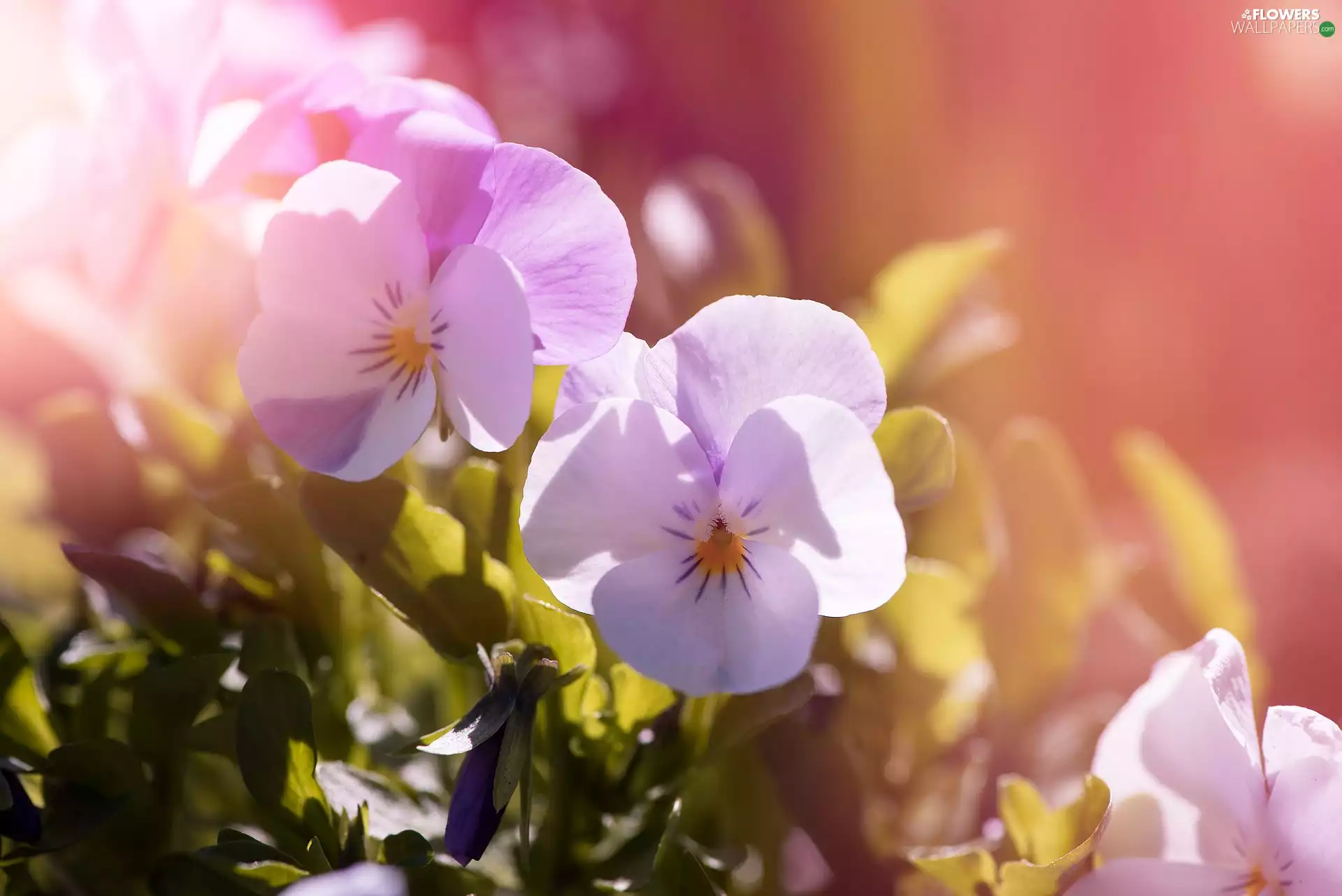 pansies, illuminated, Flowers