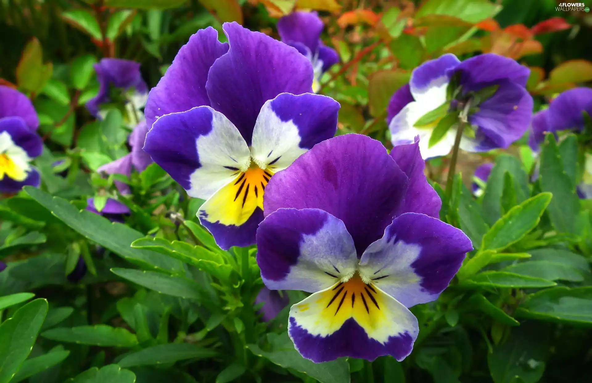 pansies, nature, Flowers