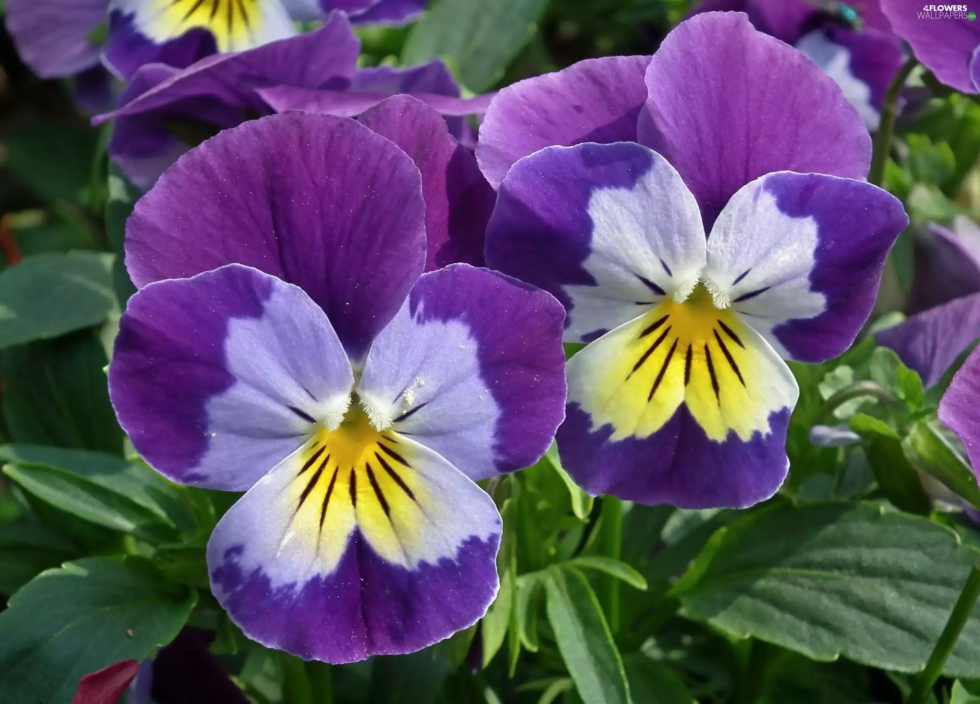 pansies, nature, Flowers