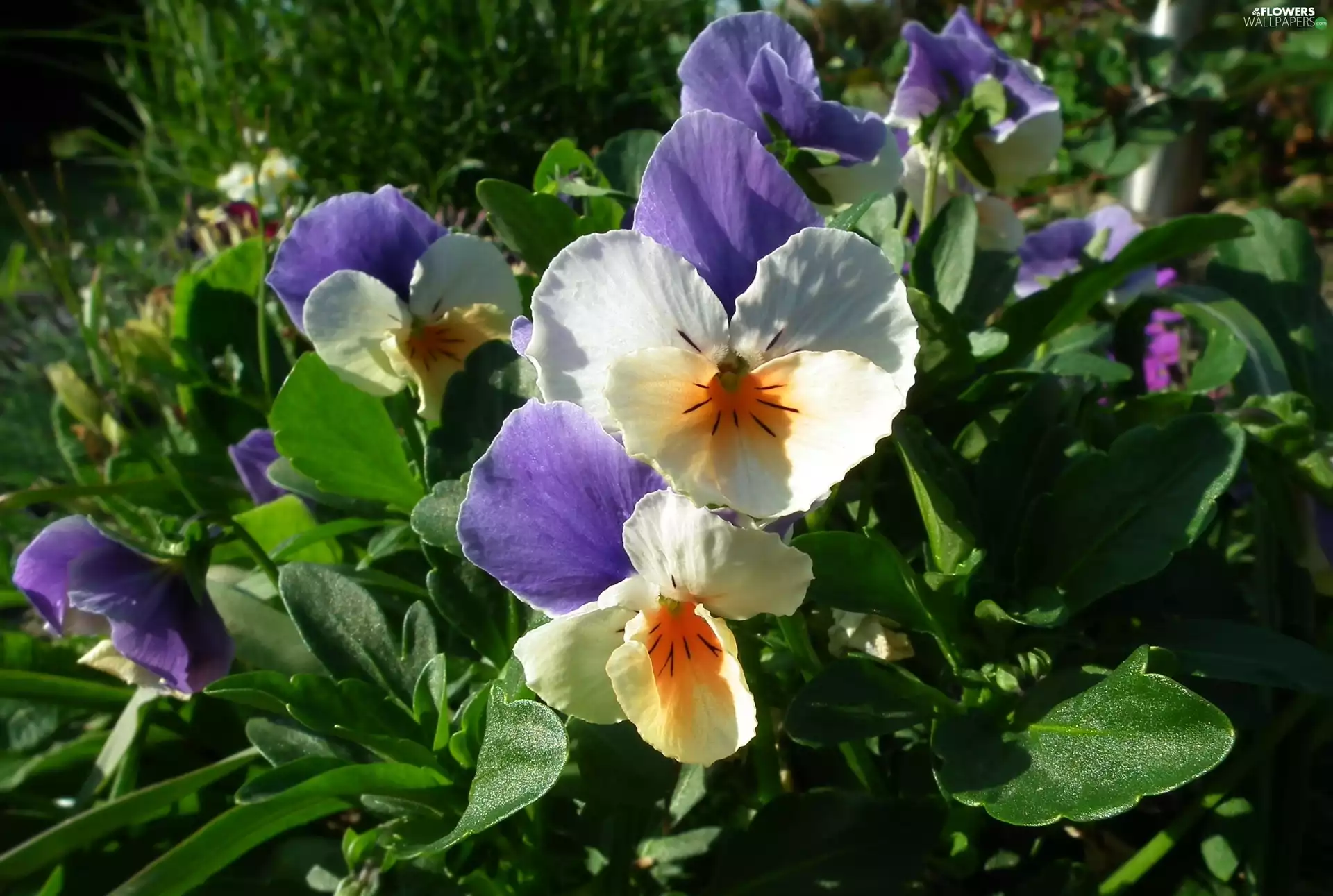 pansies, nature, Flowers