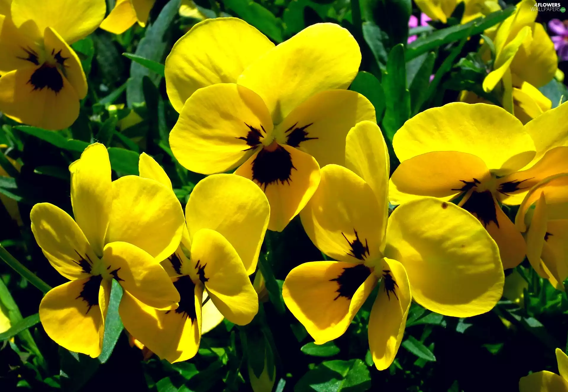 pansies, nature, Flowers
