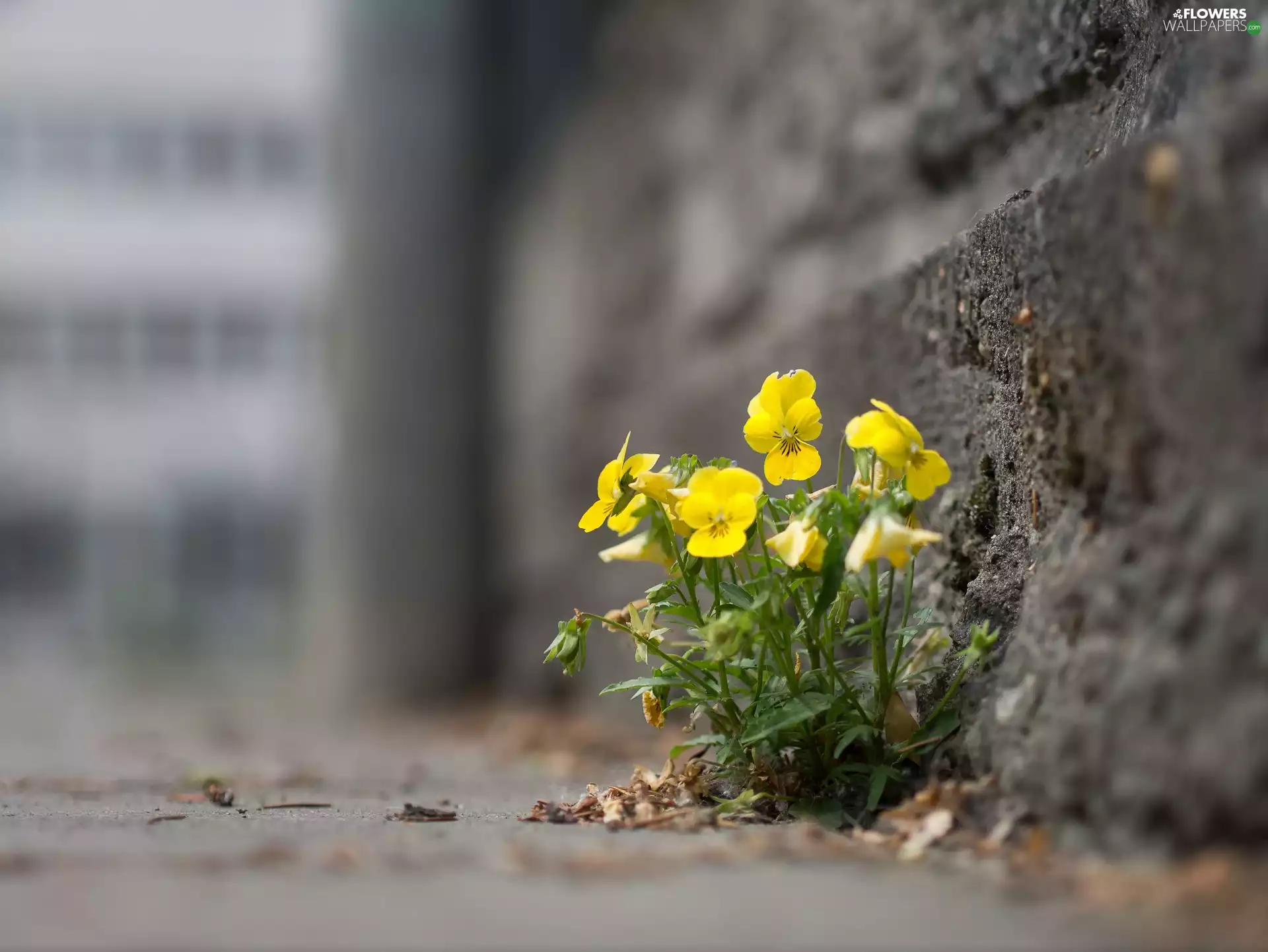 Flowers, wall, rapprochement, pansies