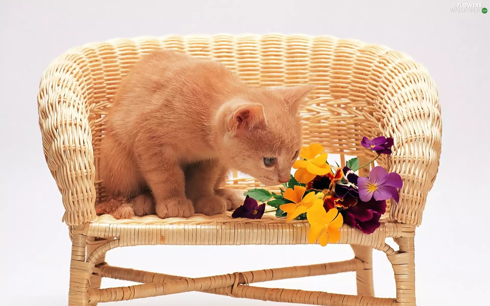 Chair, pansies, kitten, wicker, red