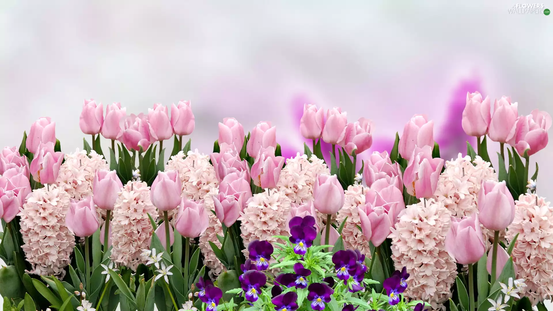 Tulips, pansies, Pink, Hyacinths, Flowers