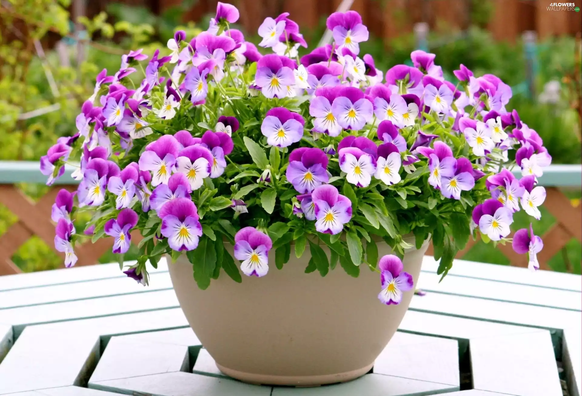 pansies, pot