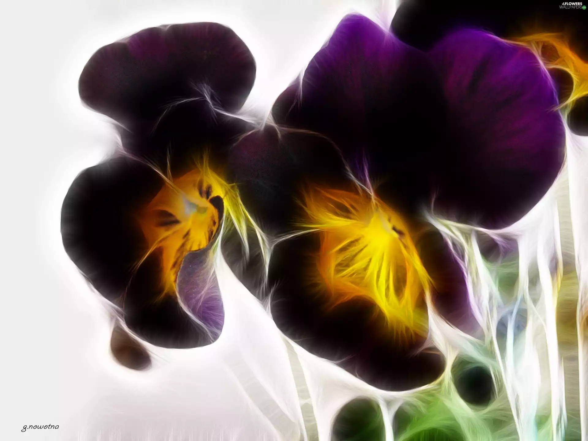 purple, pansies