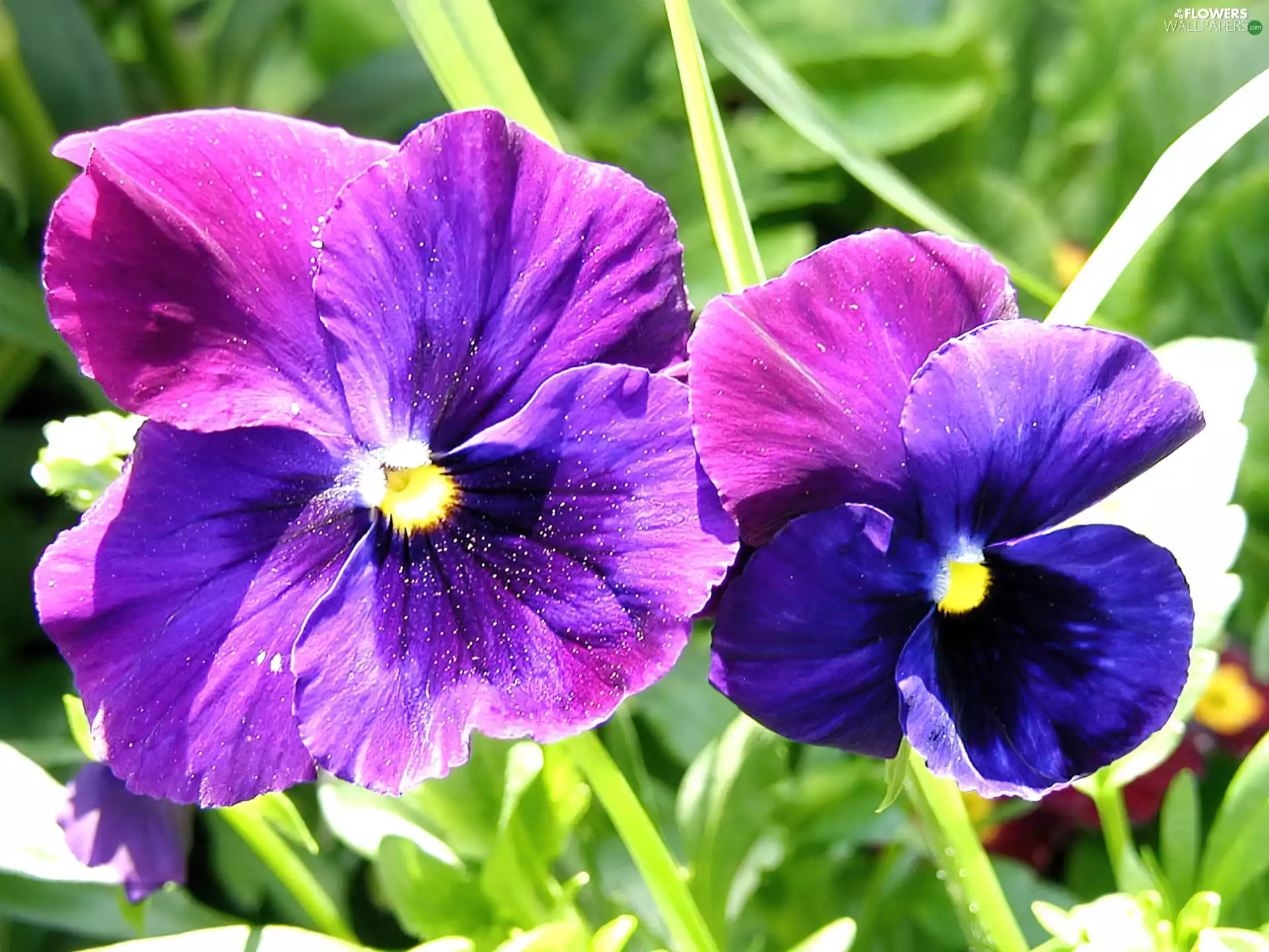 pansies, blue, purple